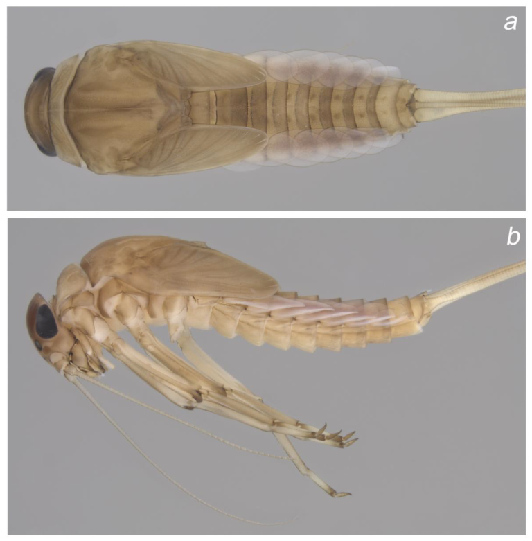 Insects 14 00899 g002 Insects 14 00899 g002