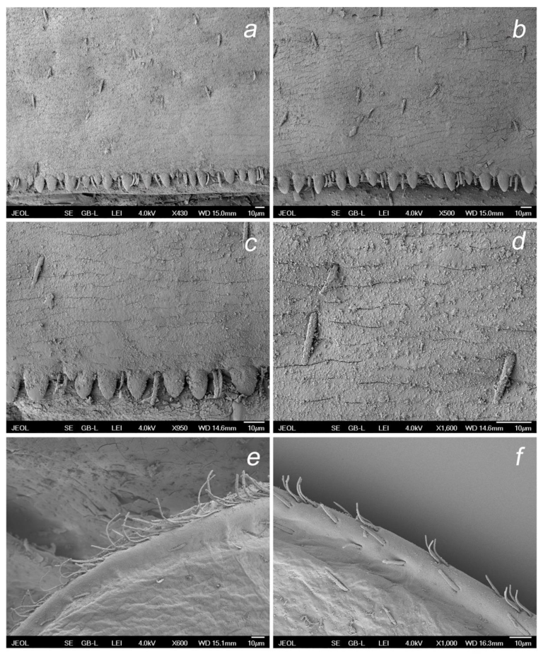 Insects 14 00899 g011 Insects 14 00899 g011