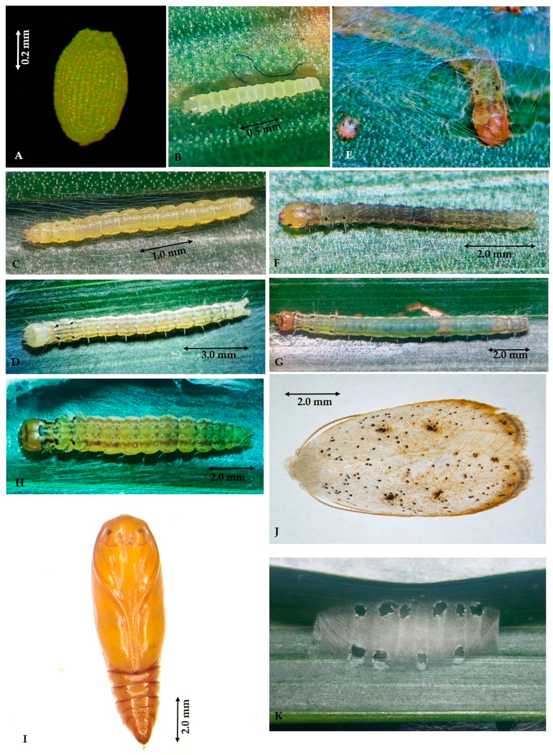 Insects 14 00900 g002