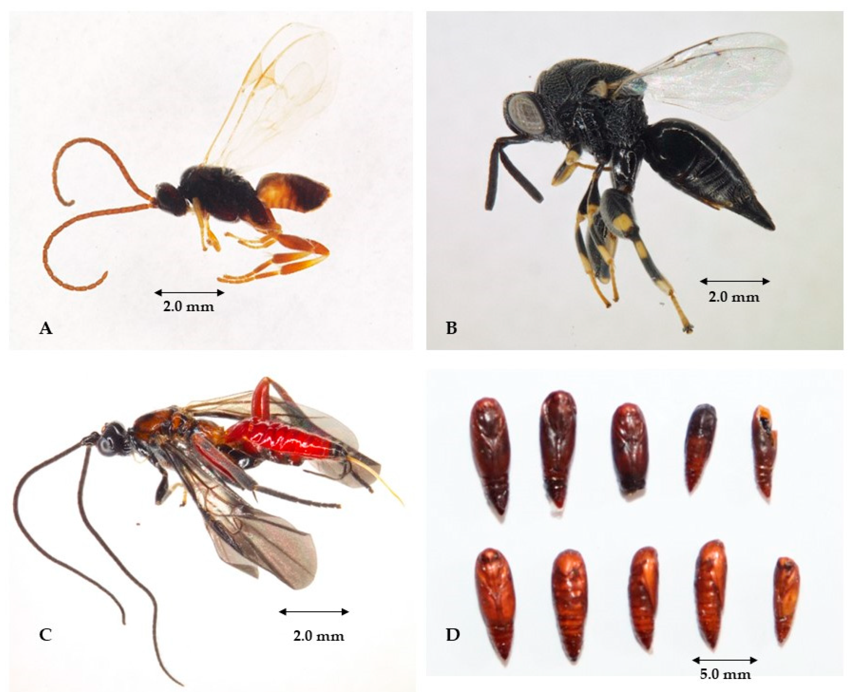 Insects 14 00900 g004