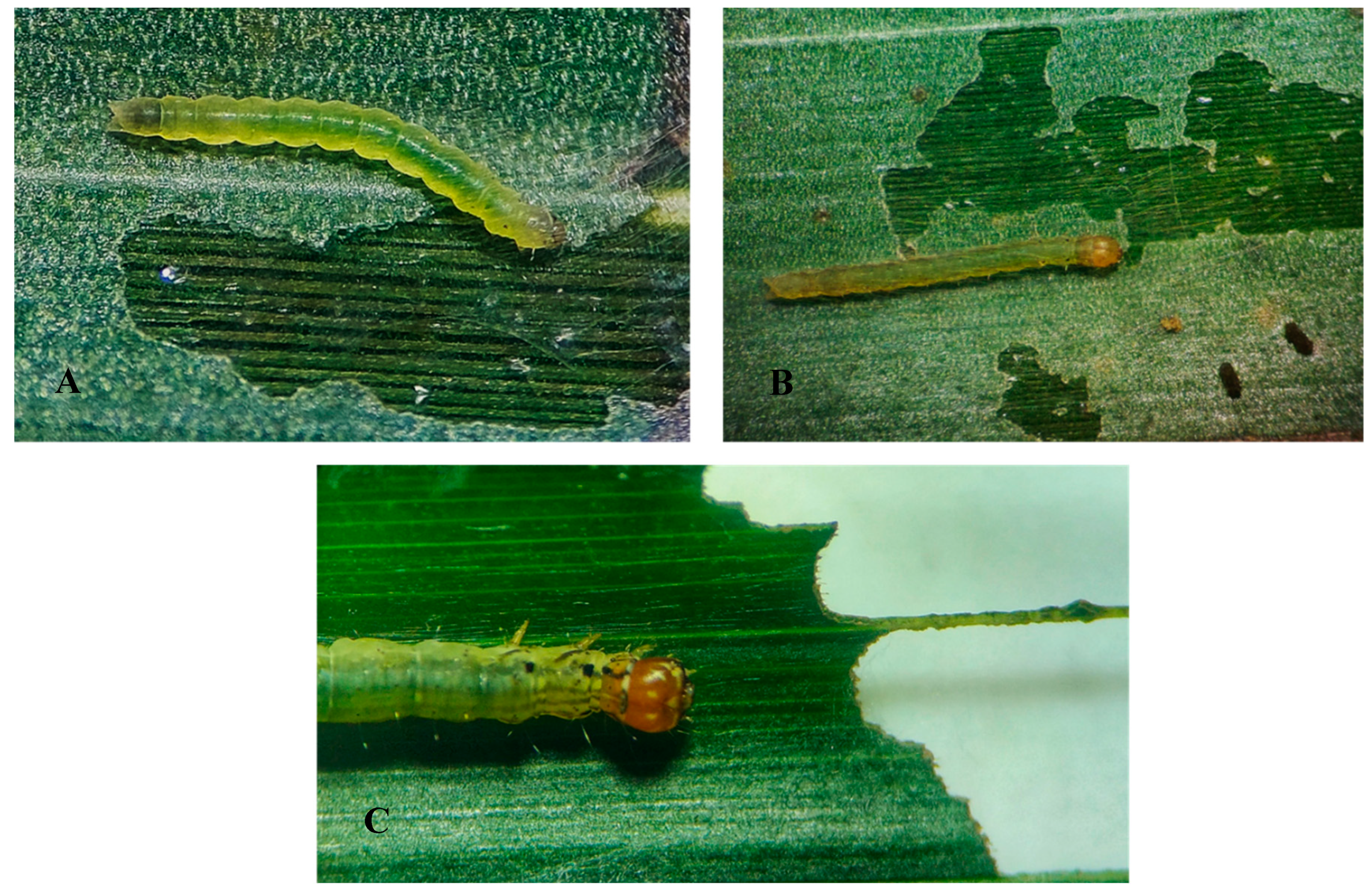 Insects 14 00900 g005