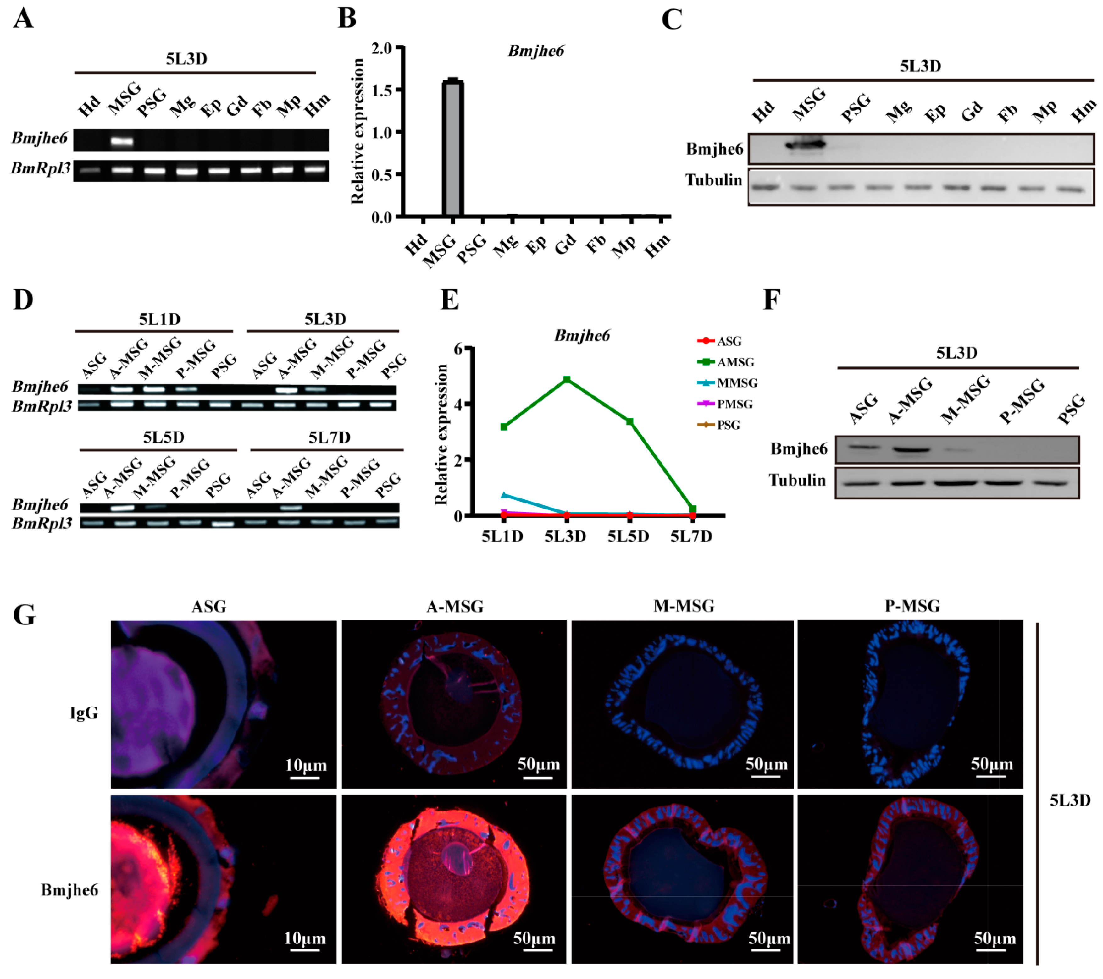 POU-M2 promotes juvenile hormone biosynthesis by directly activating the  transcription of juvenile hormone synthetic enzyme genes in Bombyx mori