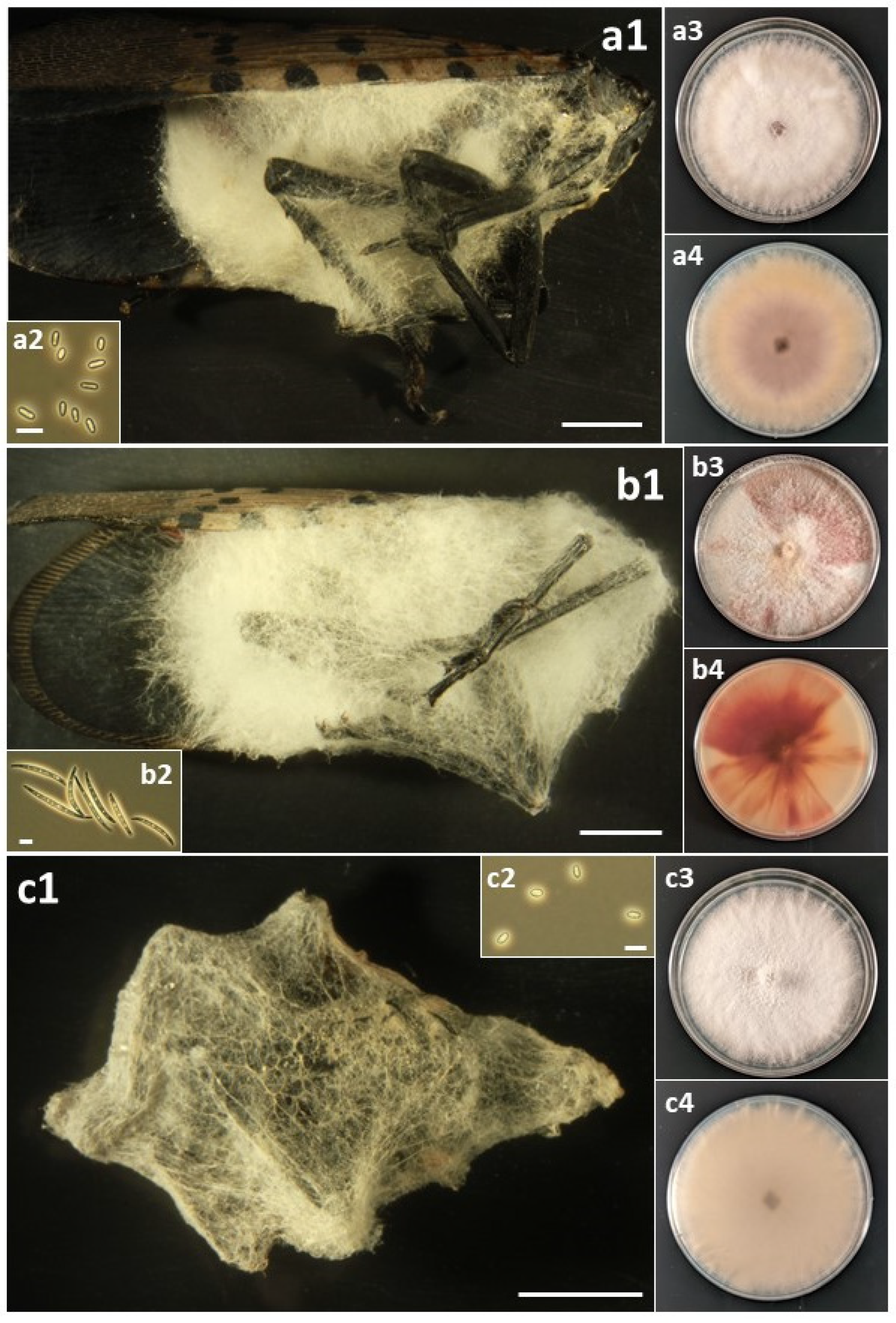 Insects 14 00912 g003