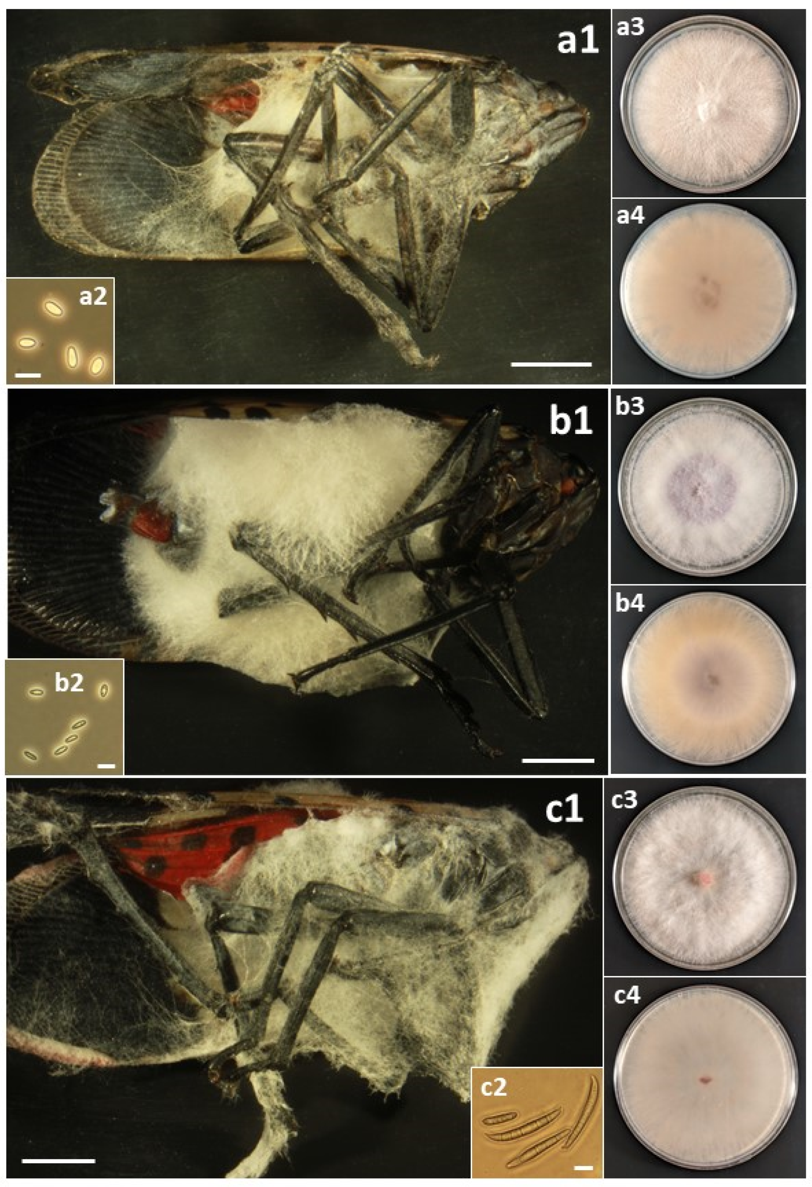 Insects 14 00912 g004