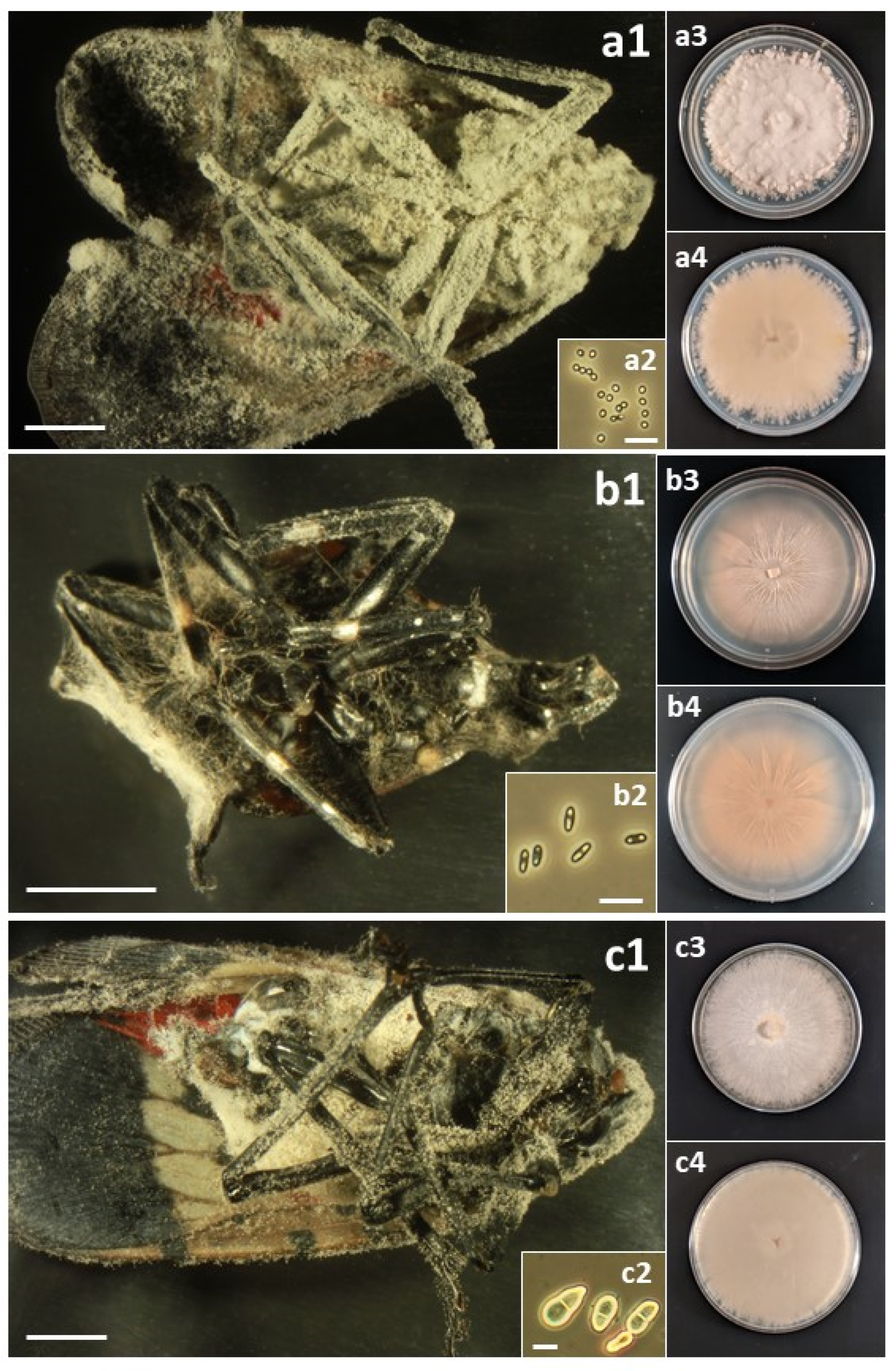 Insects 14 00912 g005