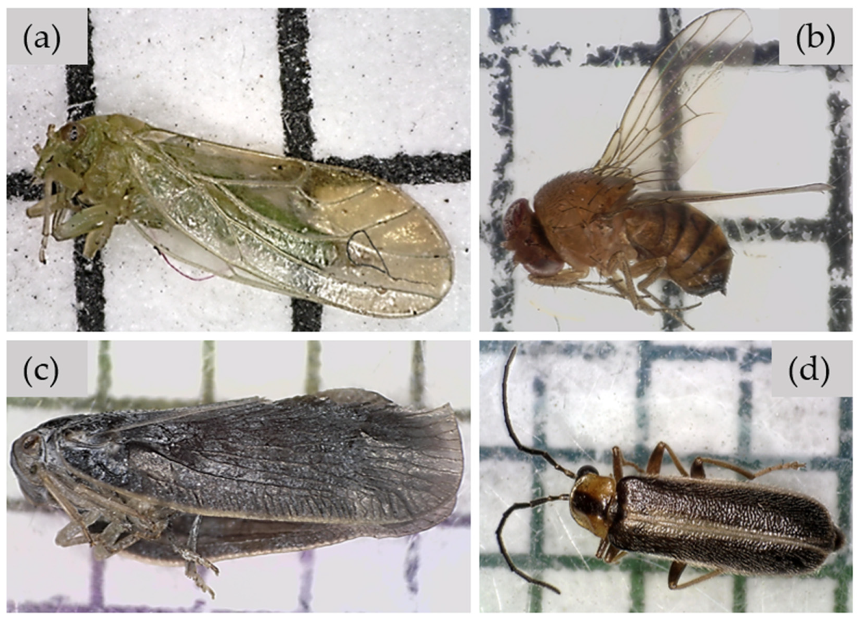 Insects 14 00913 g002