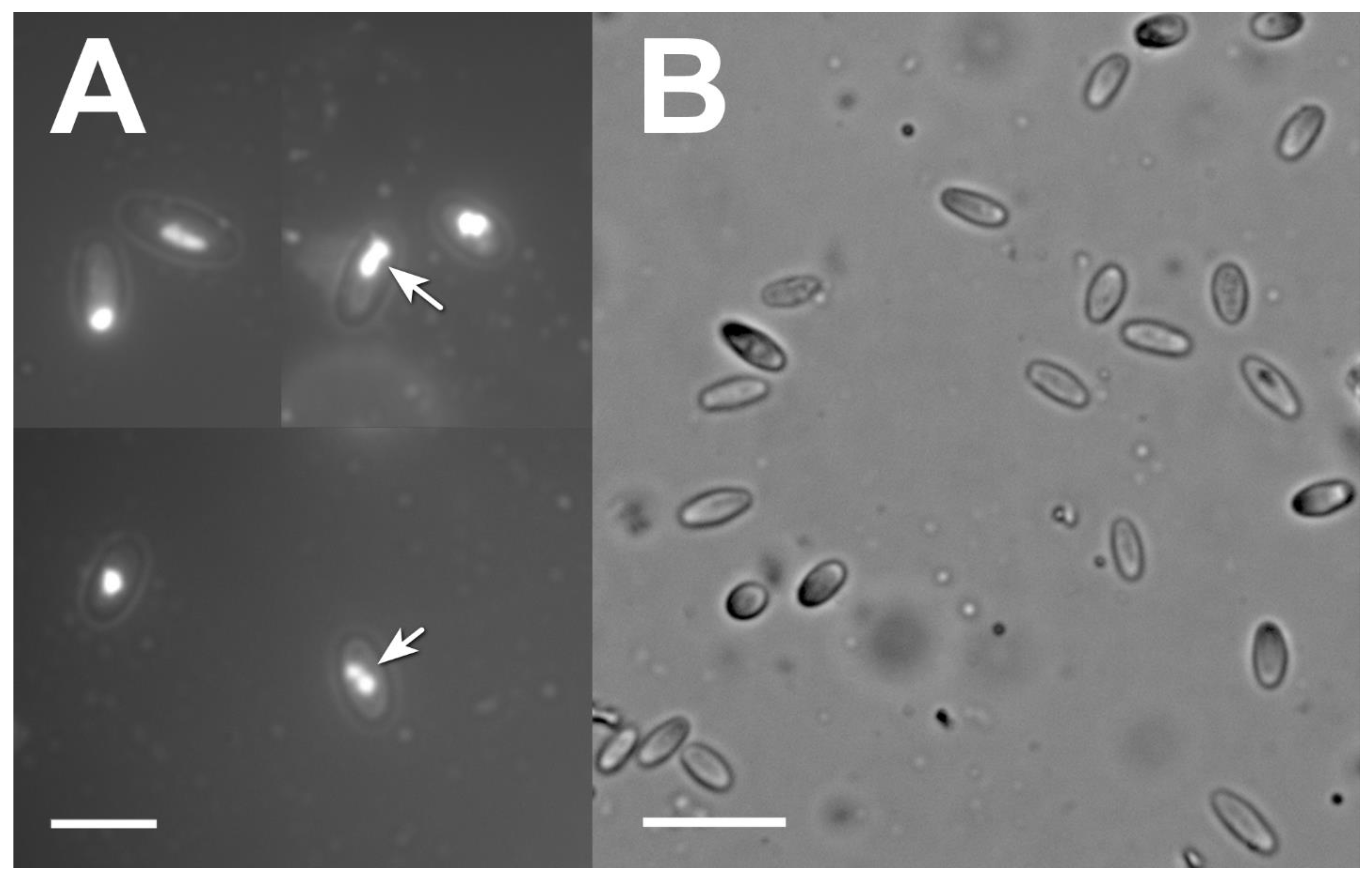 Insects 14 00917 g003