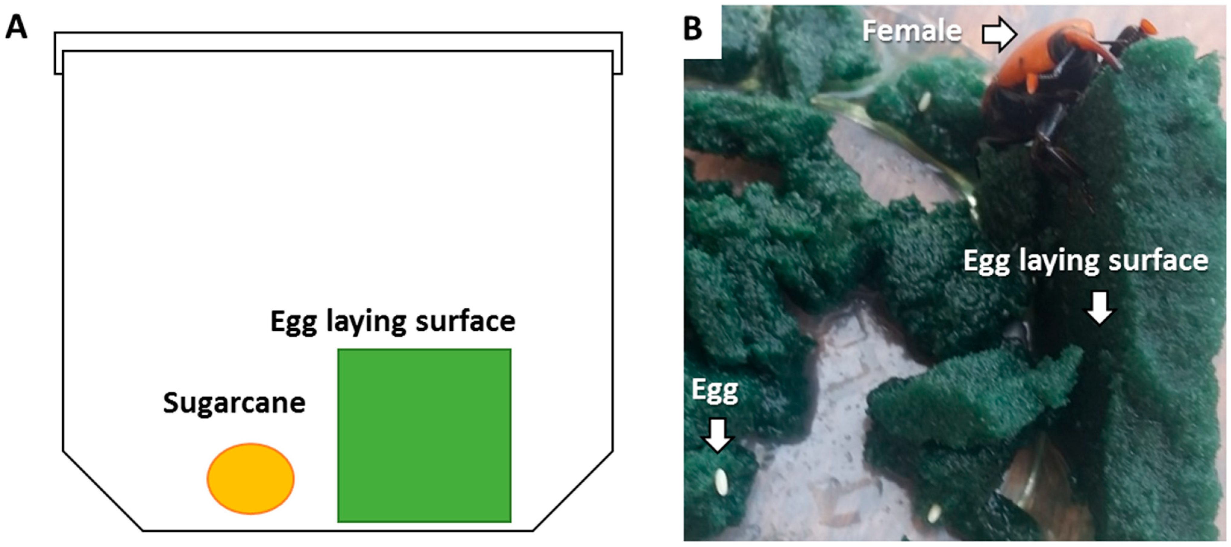 Insects 14 00918 g001