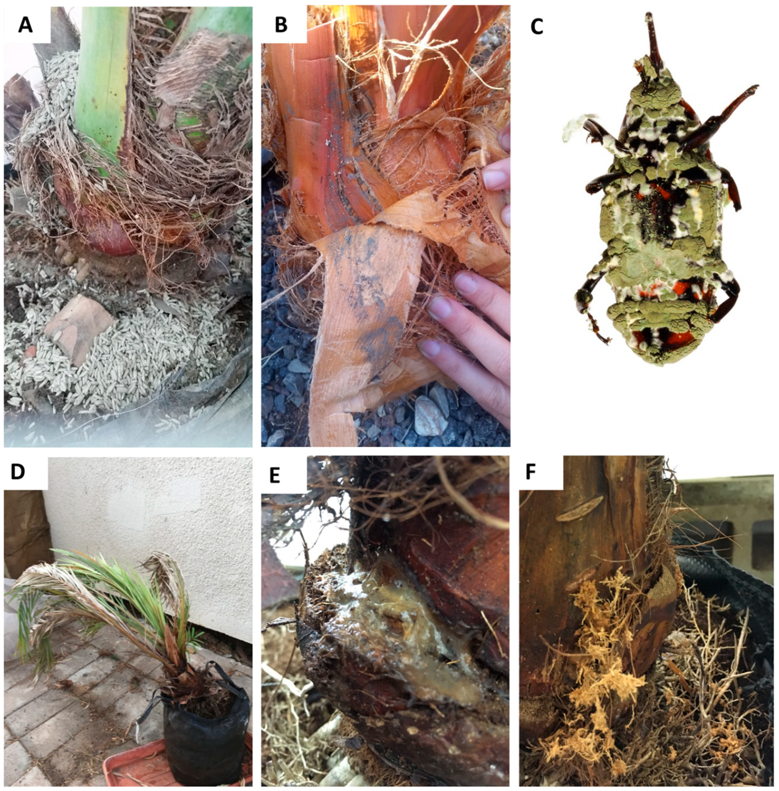 Insects 14 00918 g003