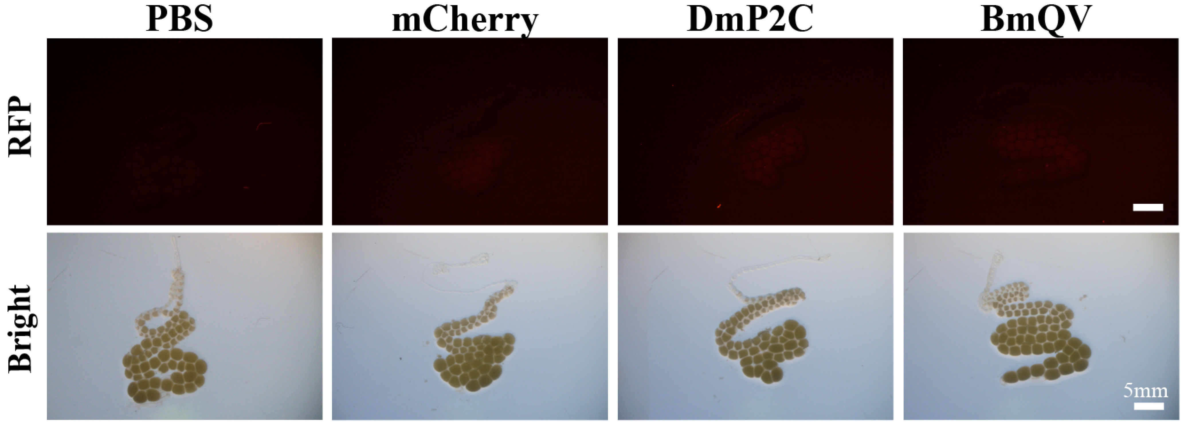 Insects 14 00932 g001