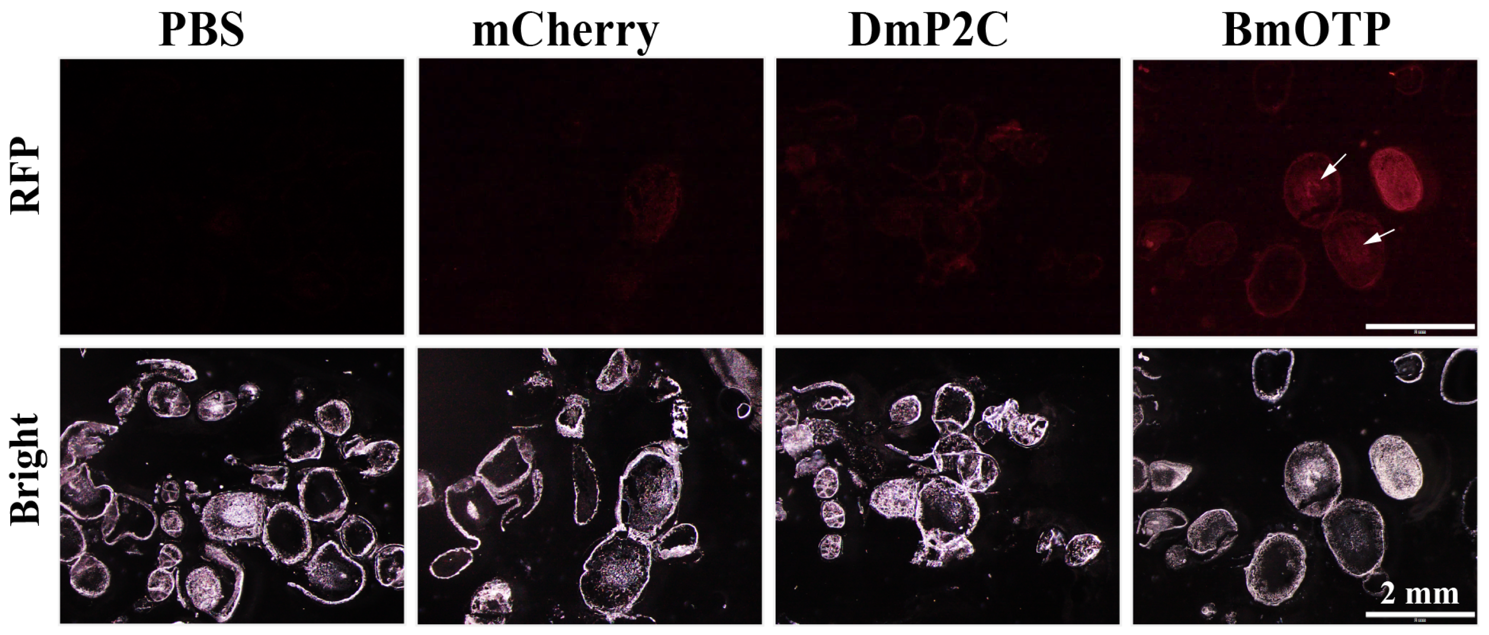 Insects 14 00932 g003