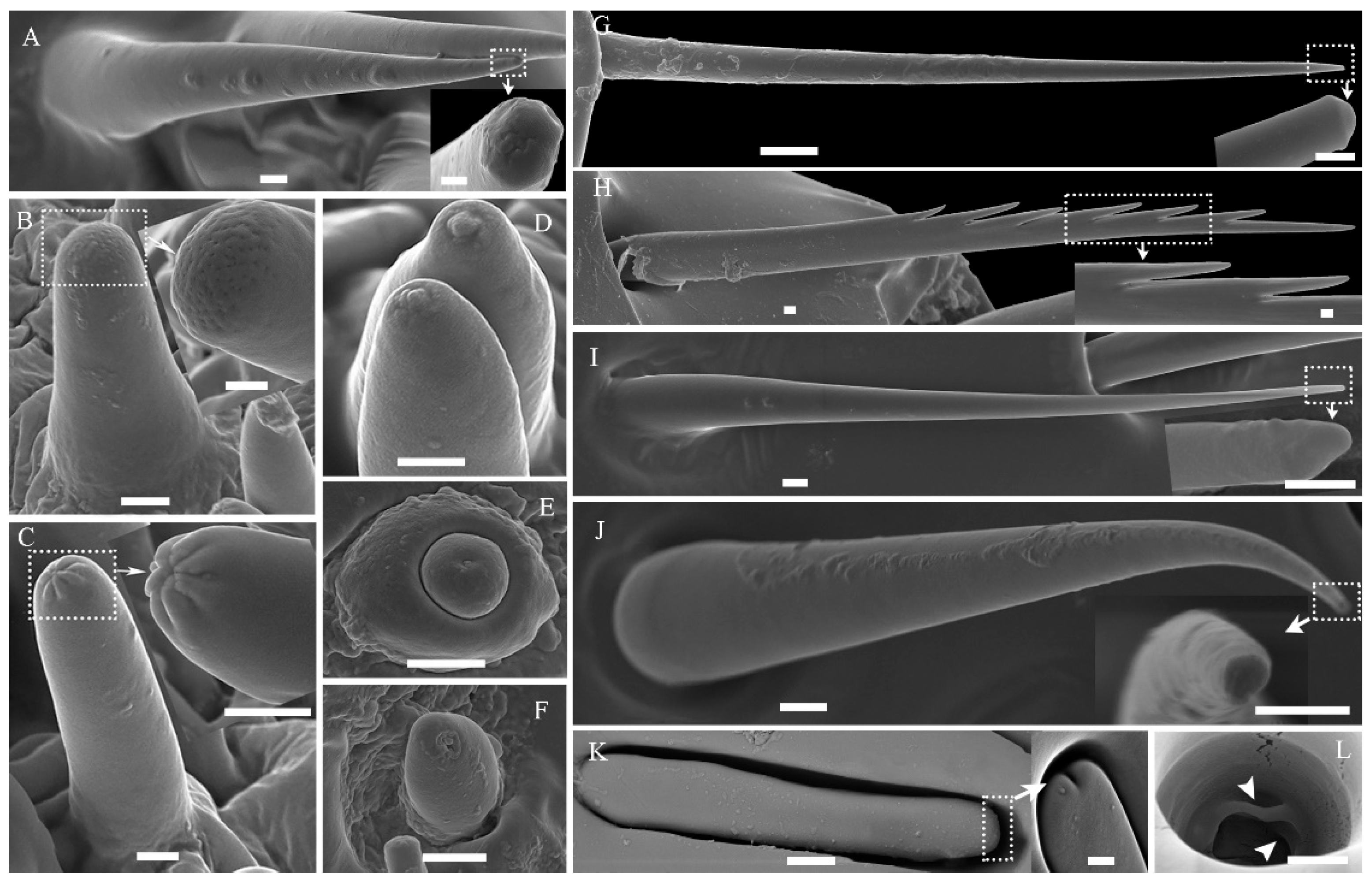 Insects 14 00933 g004 Insects 14 00933 g004