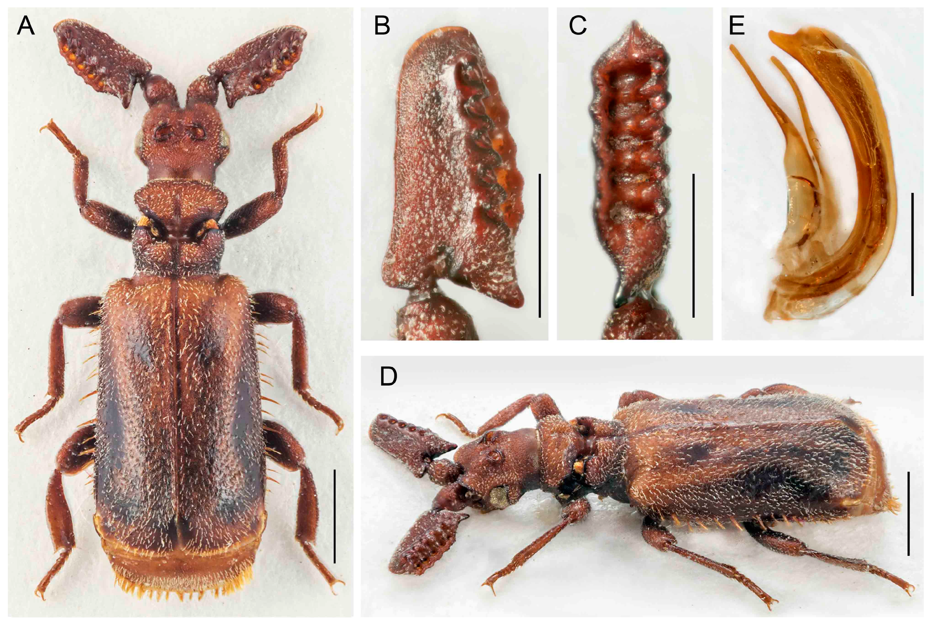 Insects 14 00947 g008