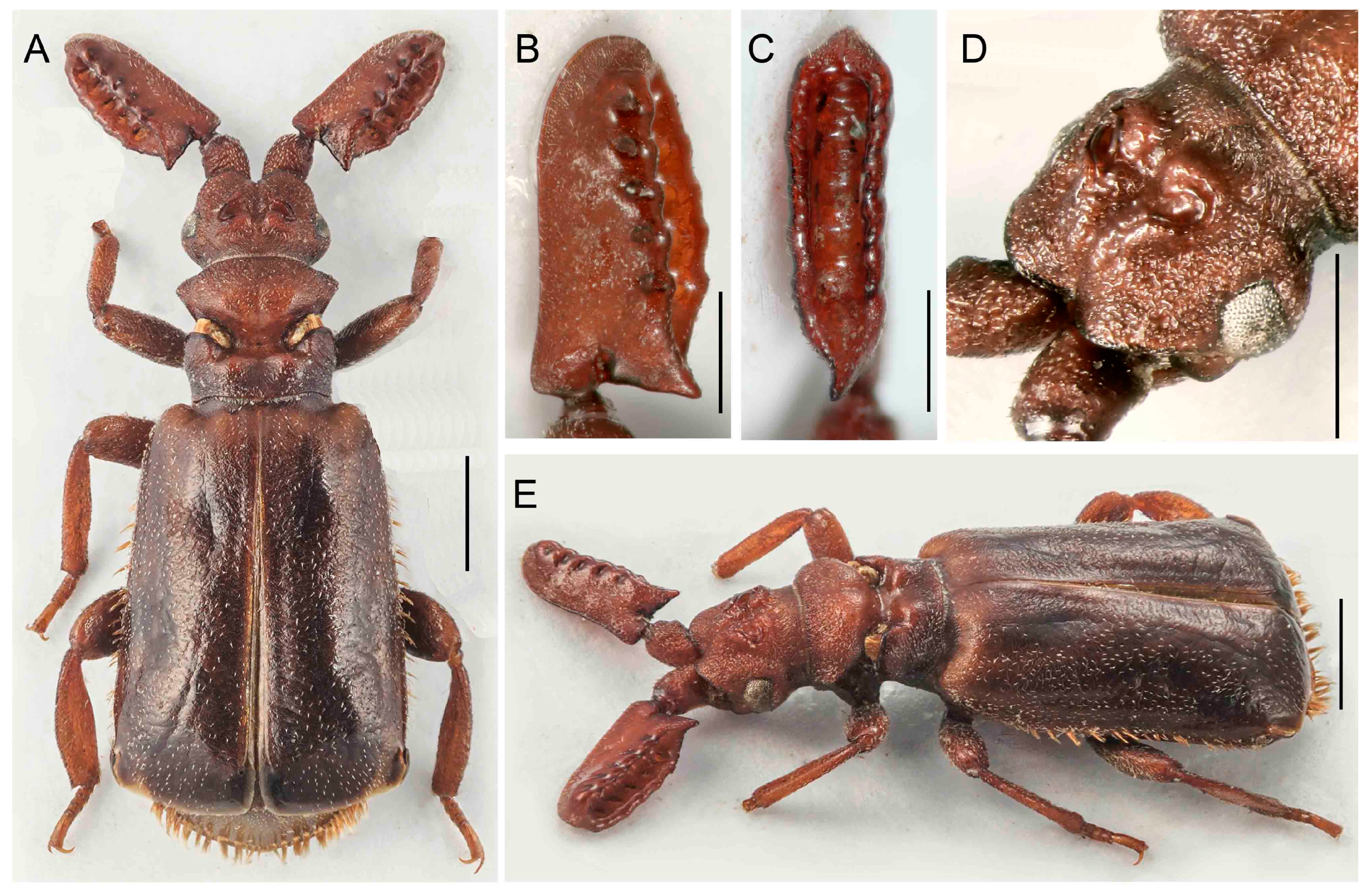 Insects 14 00947 g013