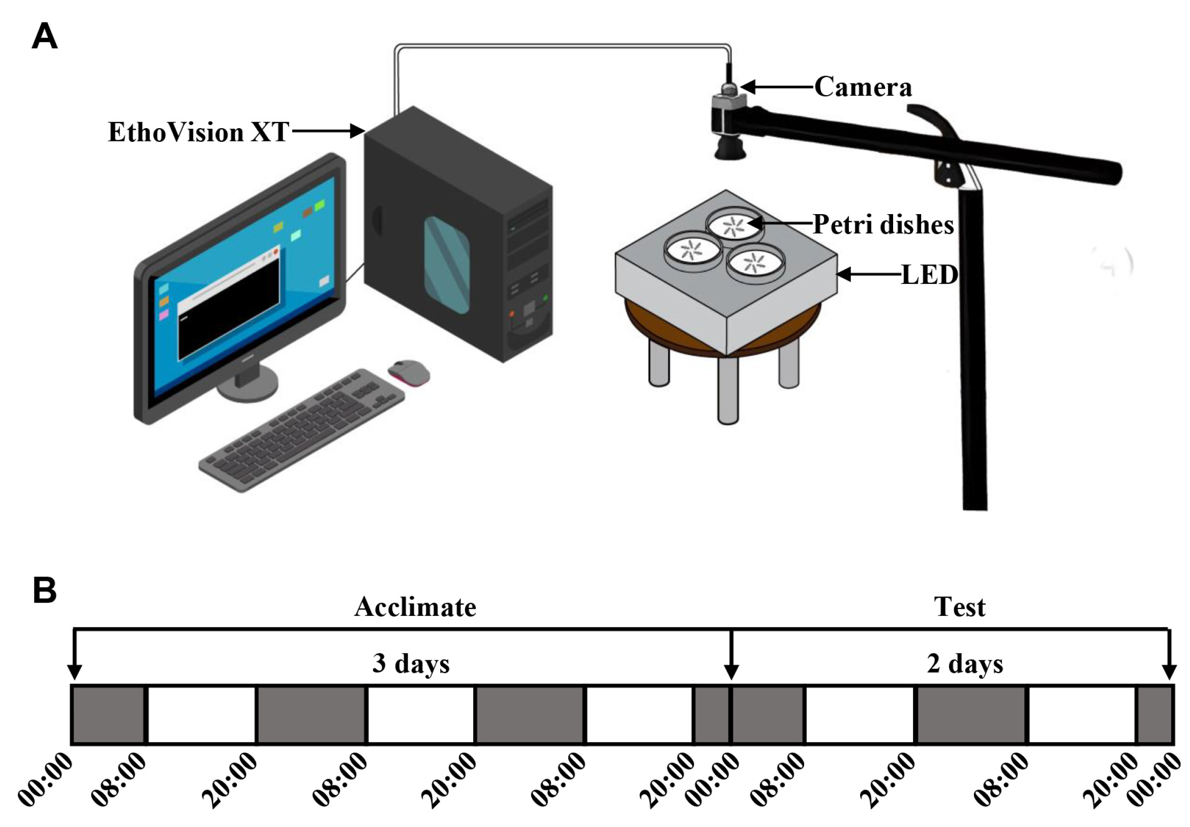 Circadian Rhythms of Locomotor Activity Mediated by