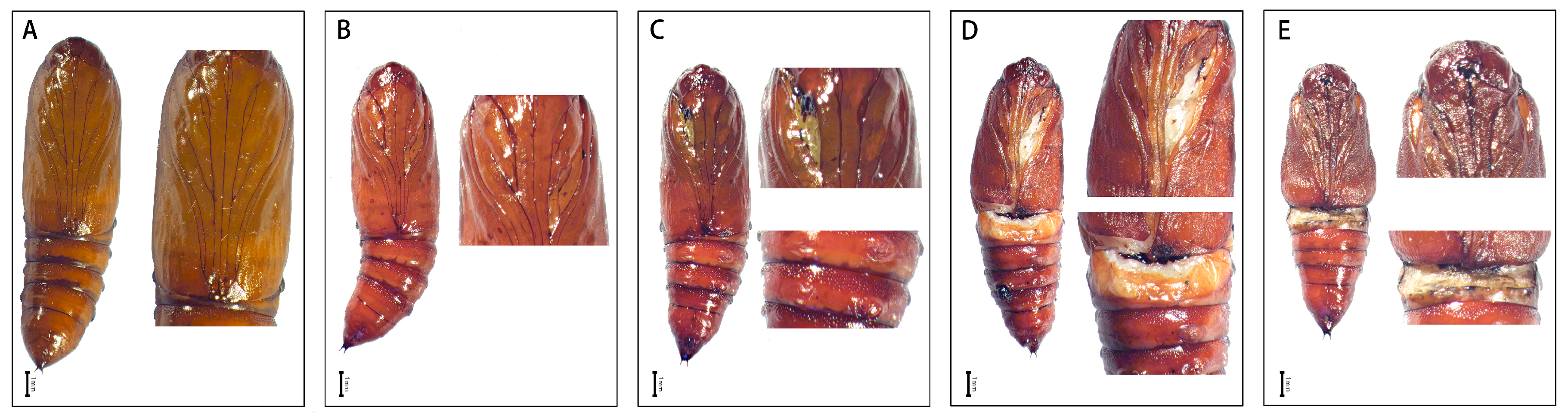 Insects 15 00016 g005