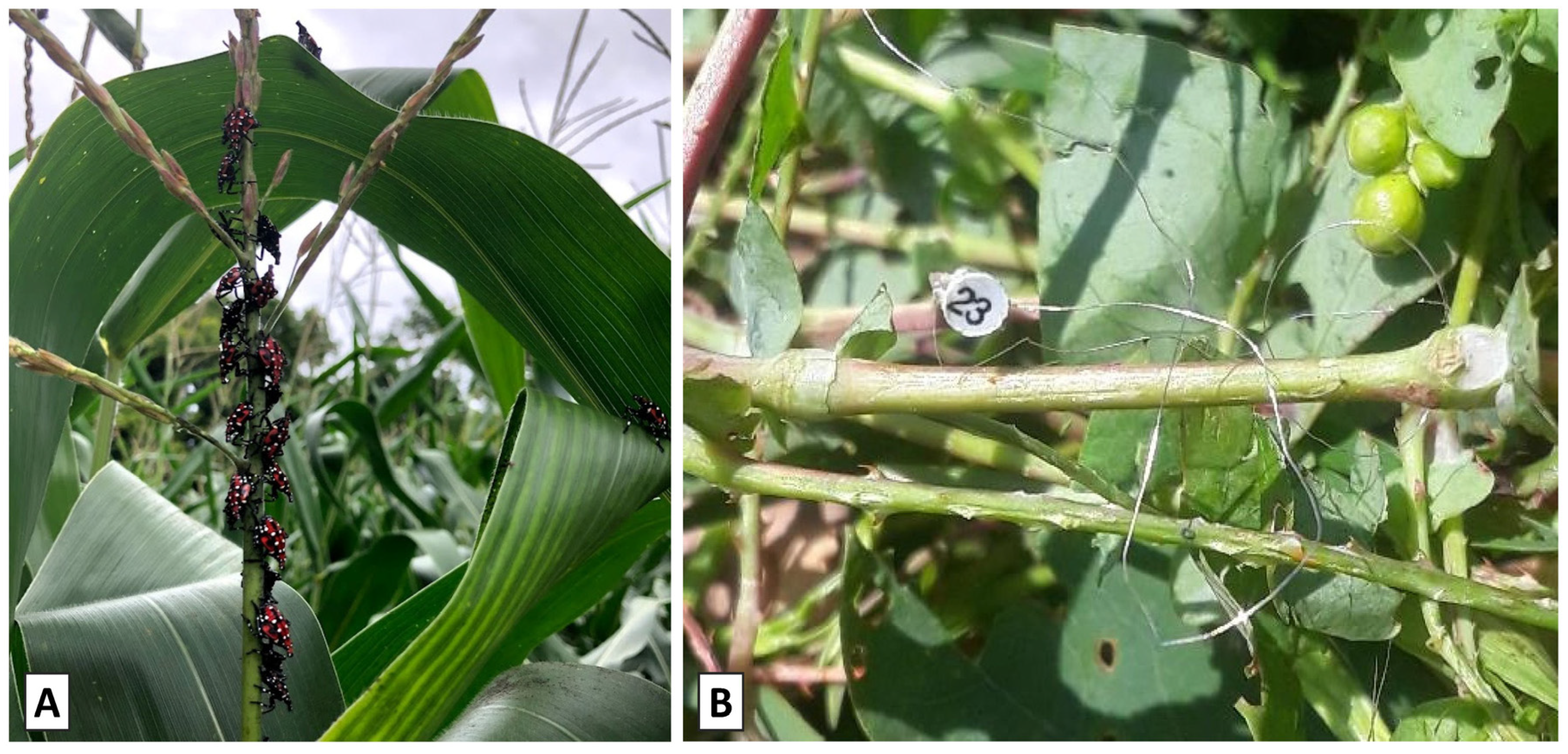 Insects 15 00017 g011