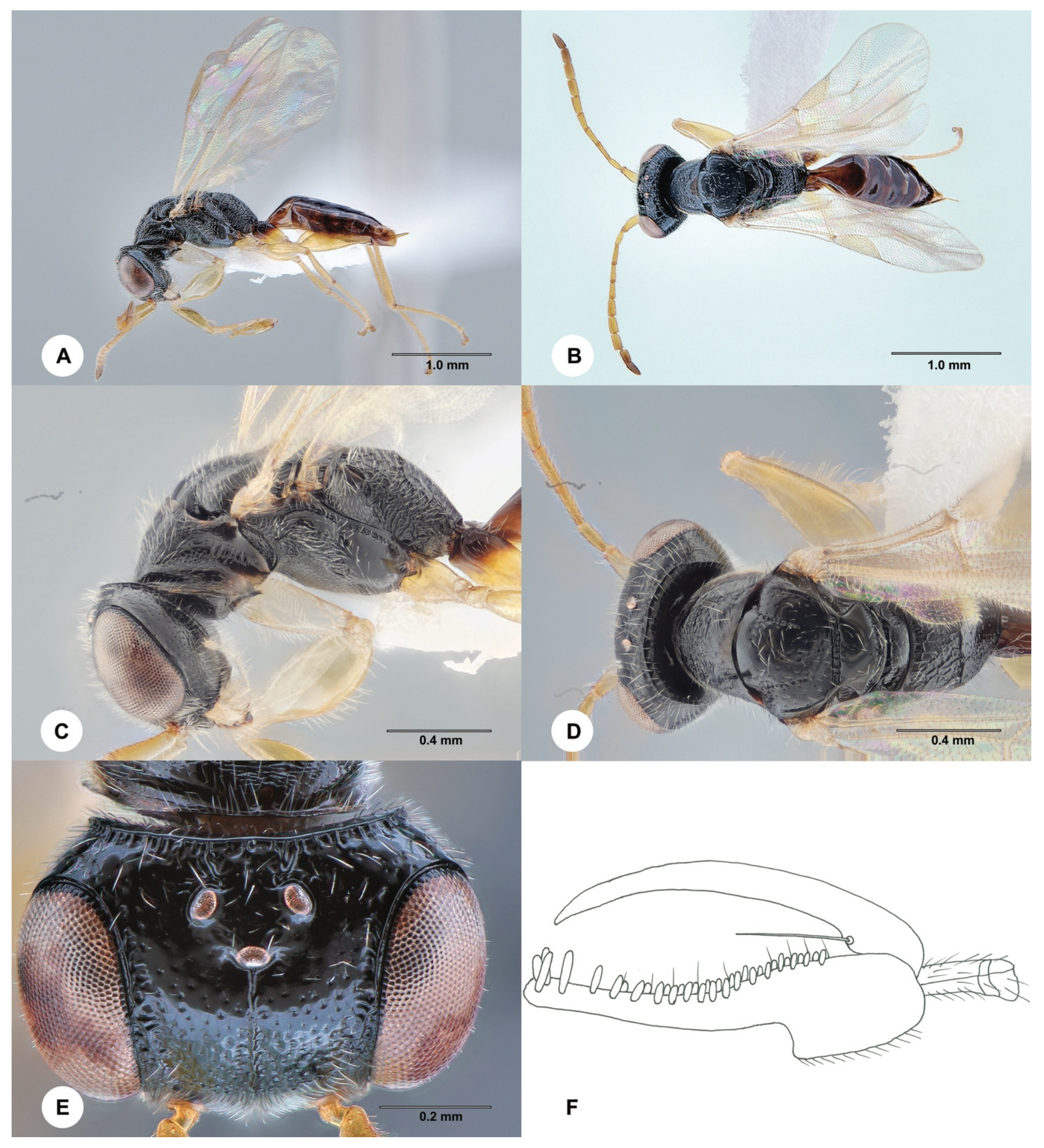 Insects 15 00018 g006