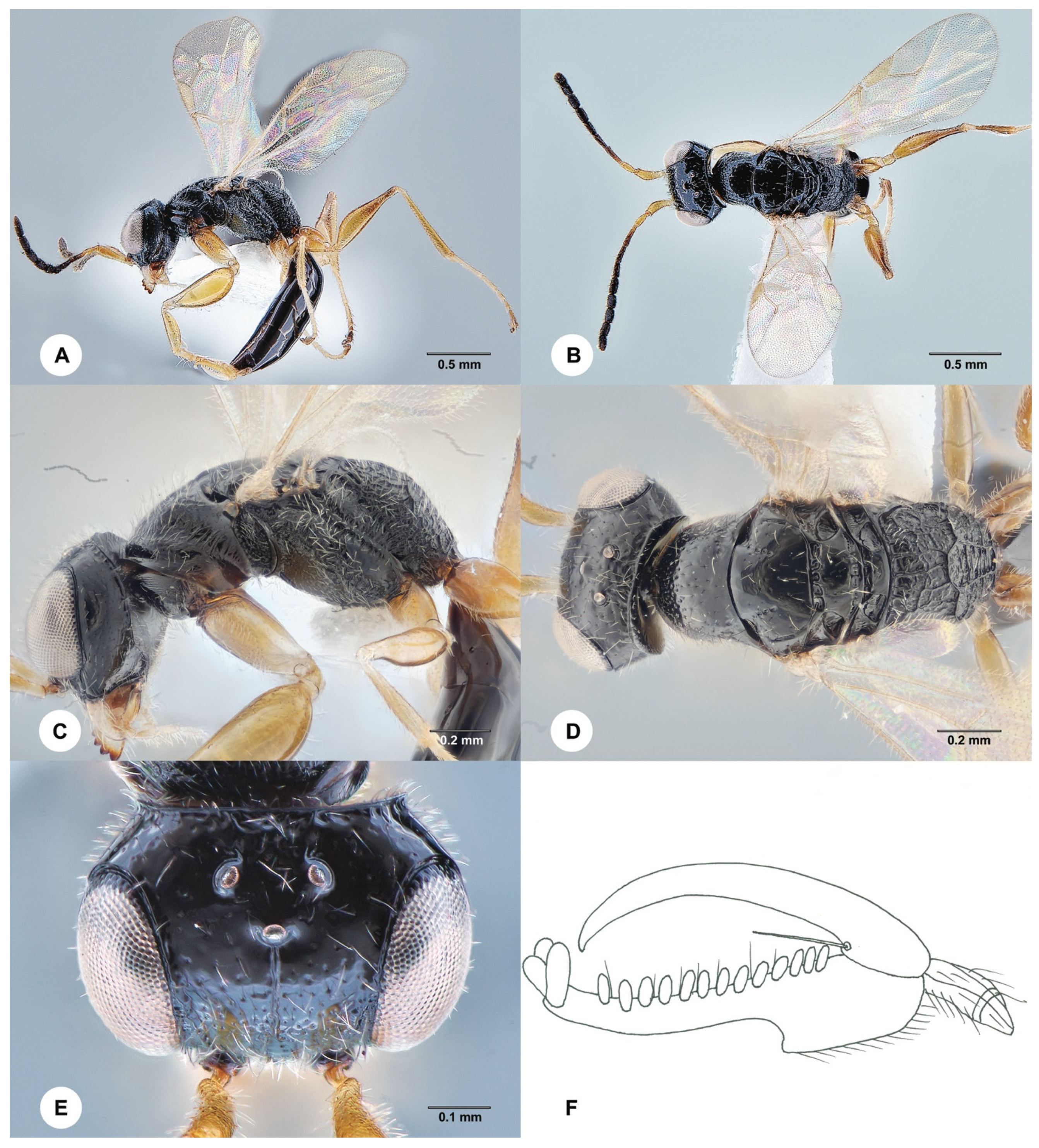 Insects 15 00018 g009