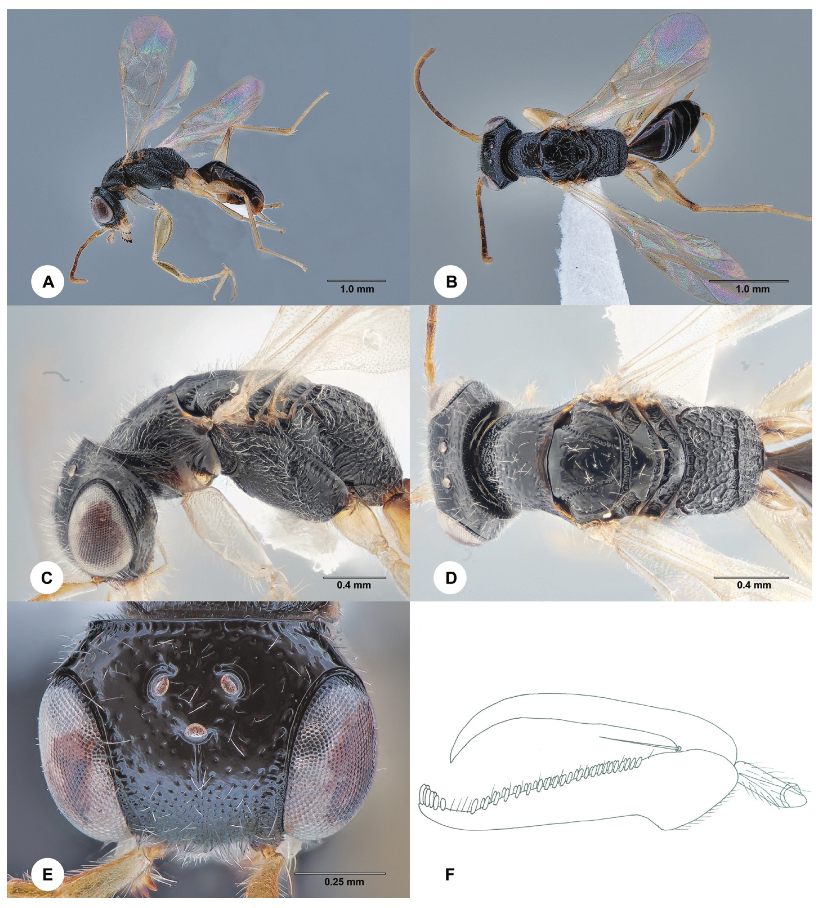 Insects 15 00018 g011