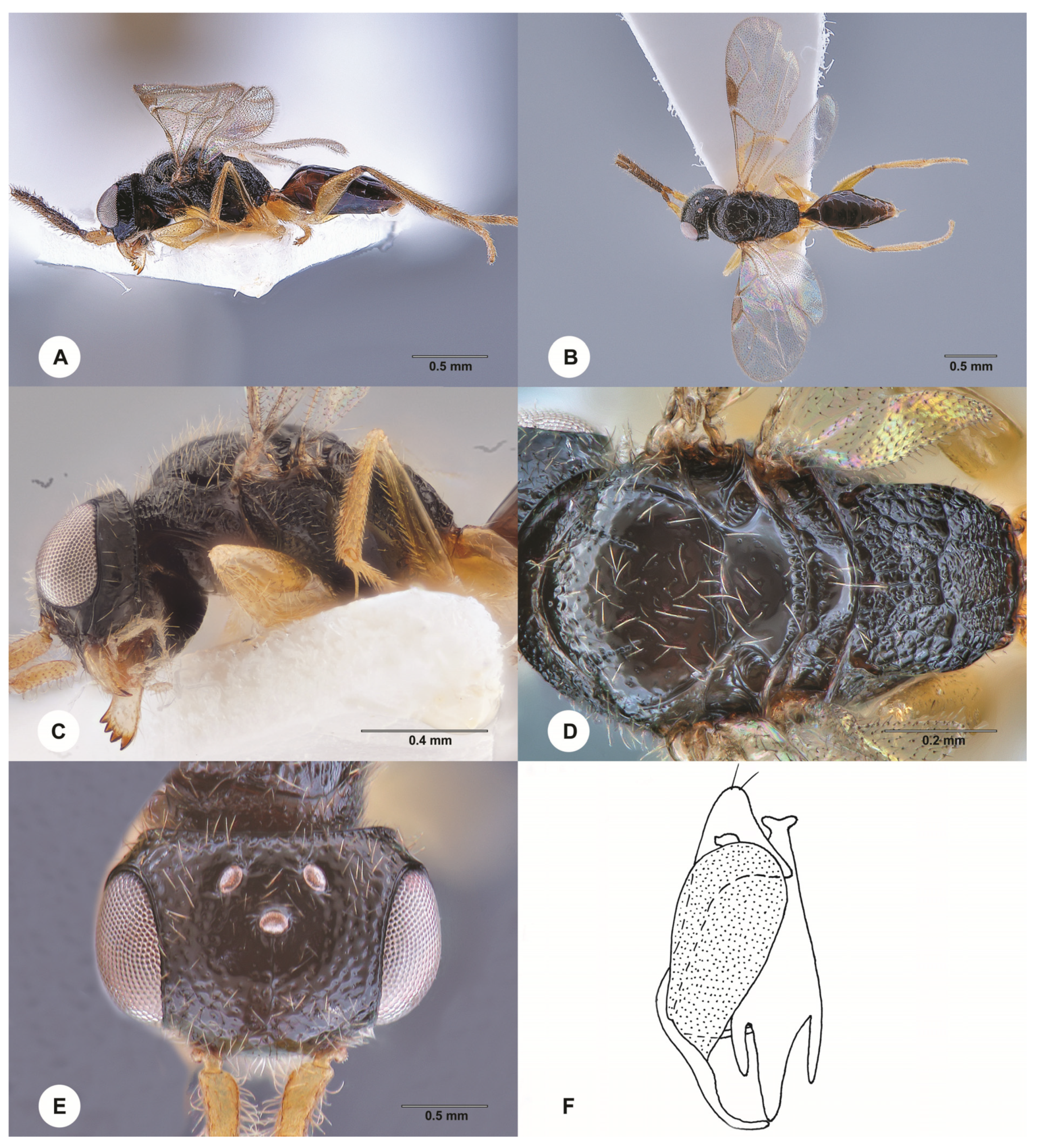 Insects 15 00018 g012