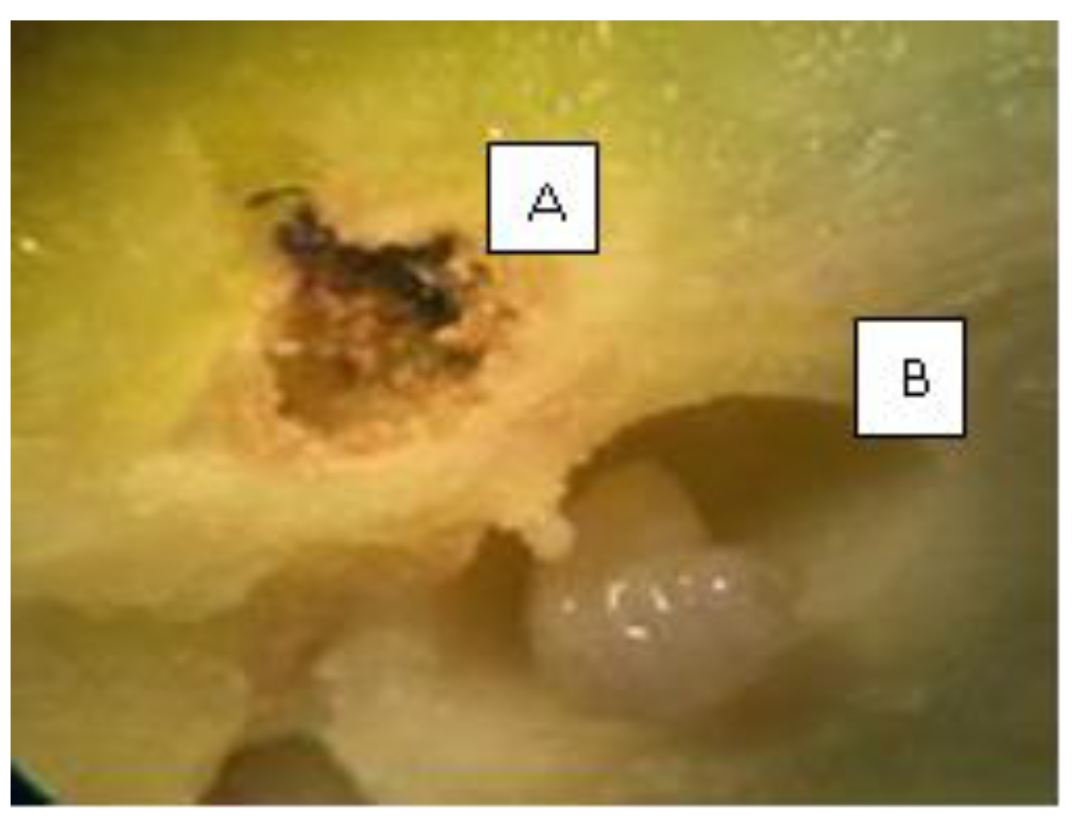 Insects 15 00022 g003 Insects 15 00022 g003