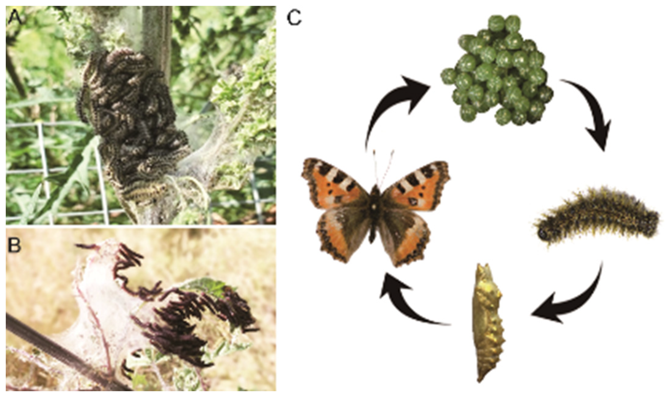 Insects 15 00030 g001