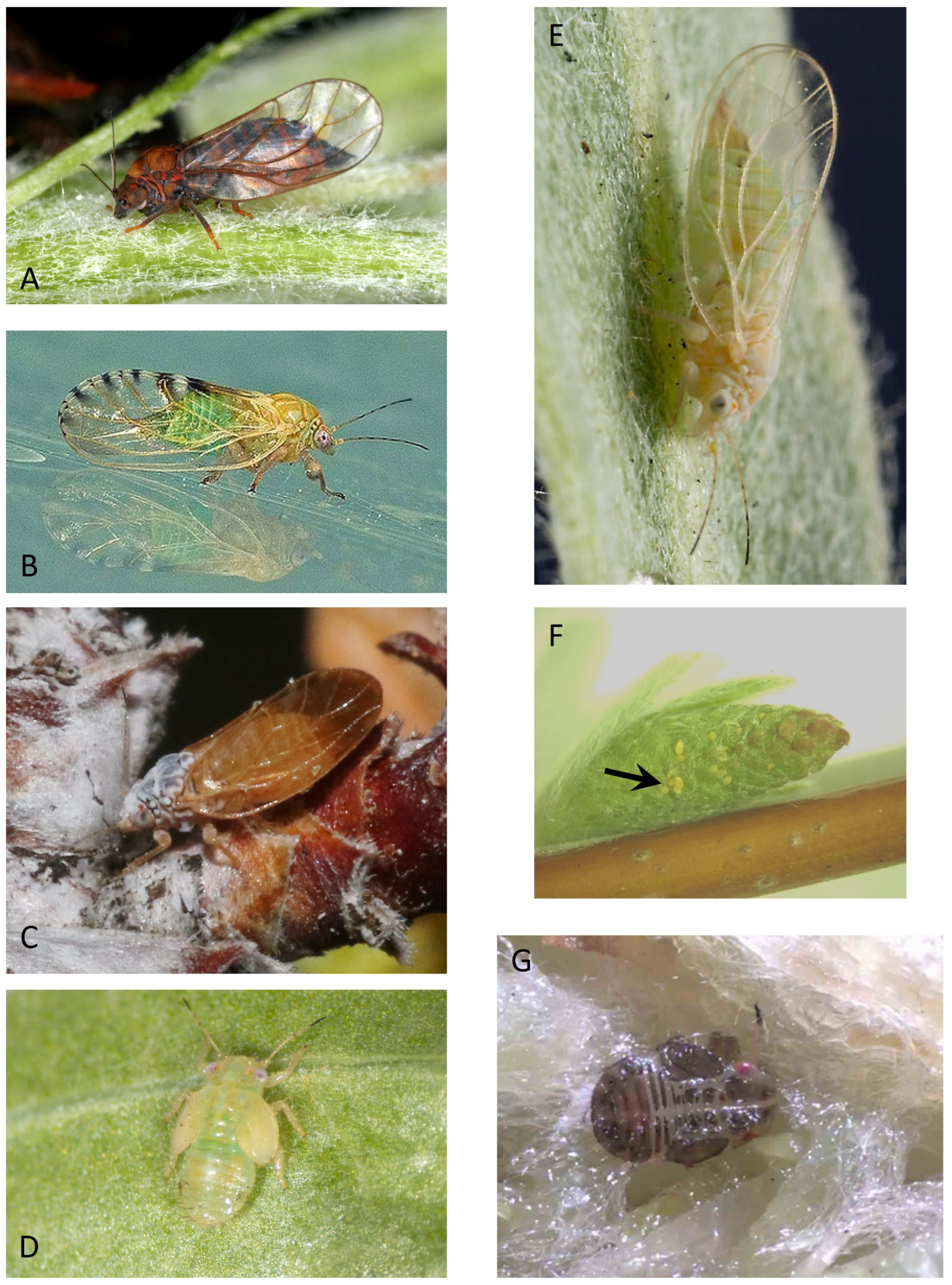 Insects 15 00037 g002 Insects 15 00037 g002