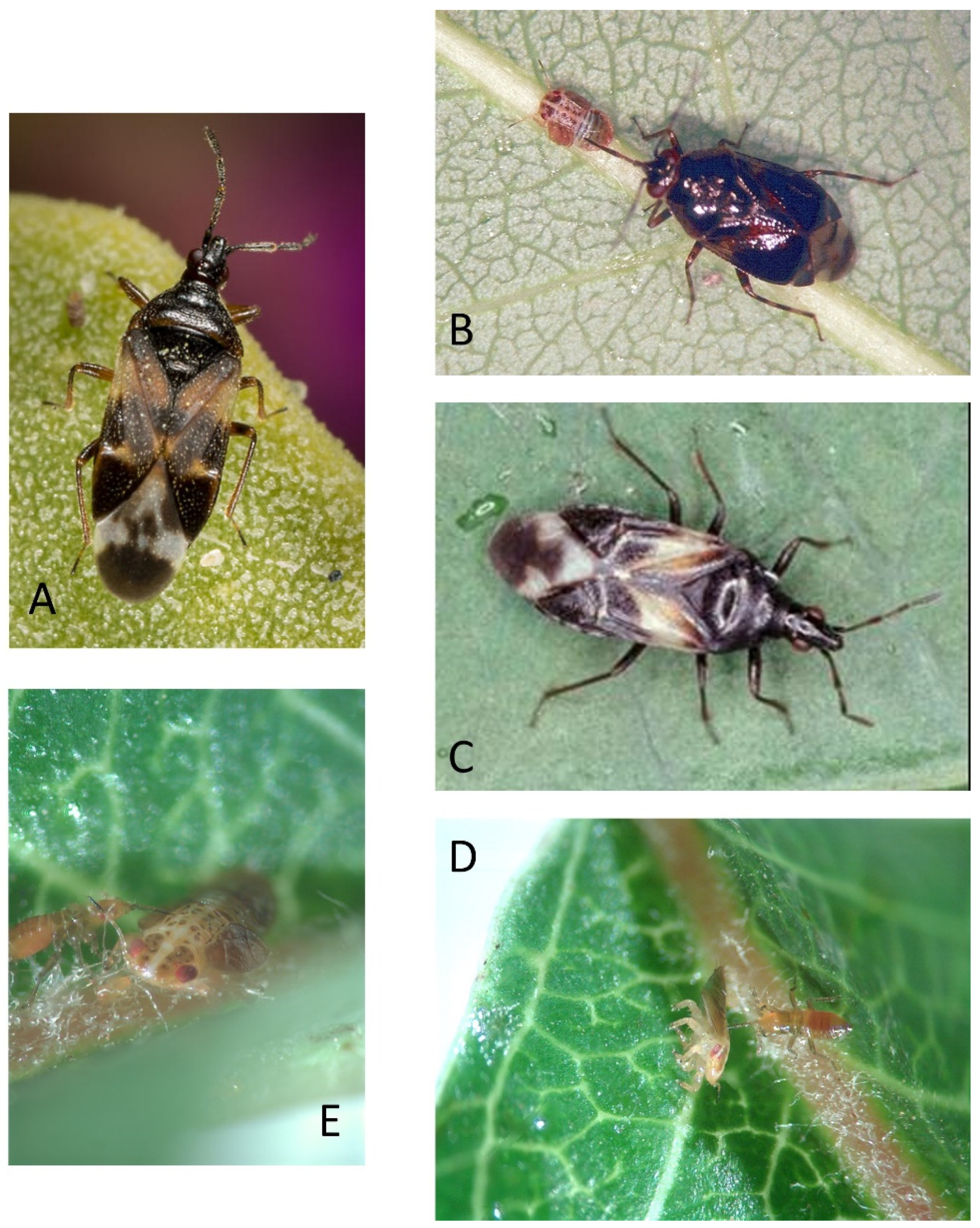 Insects 15 00037 g004 Insects 15 00037 g004