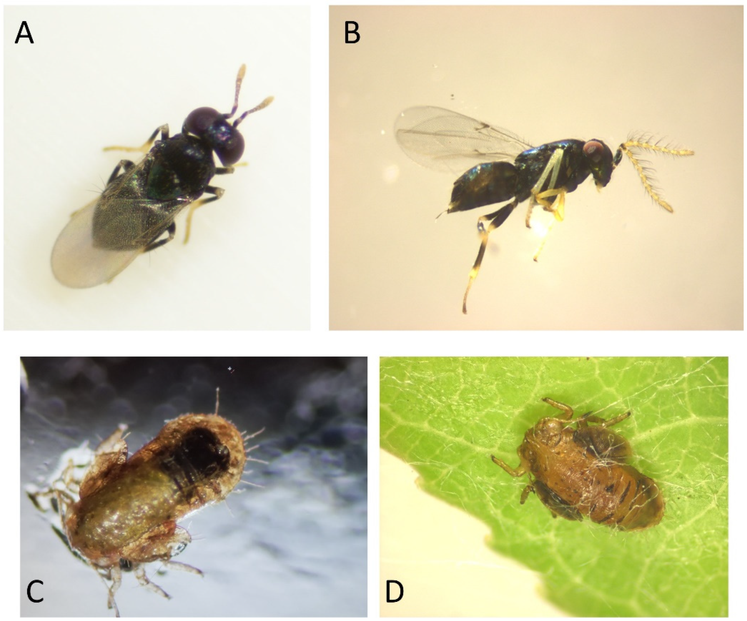 Insects 15 00037 g005 Insects 15 00037 g005