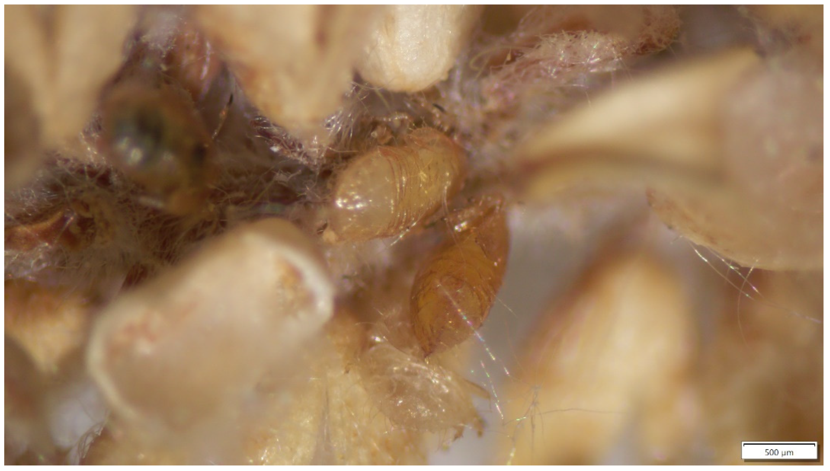 Insects 15 00037 g006 Insects 15 00037 g006