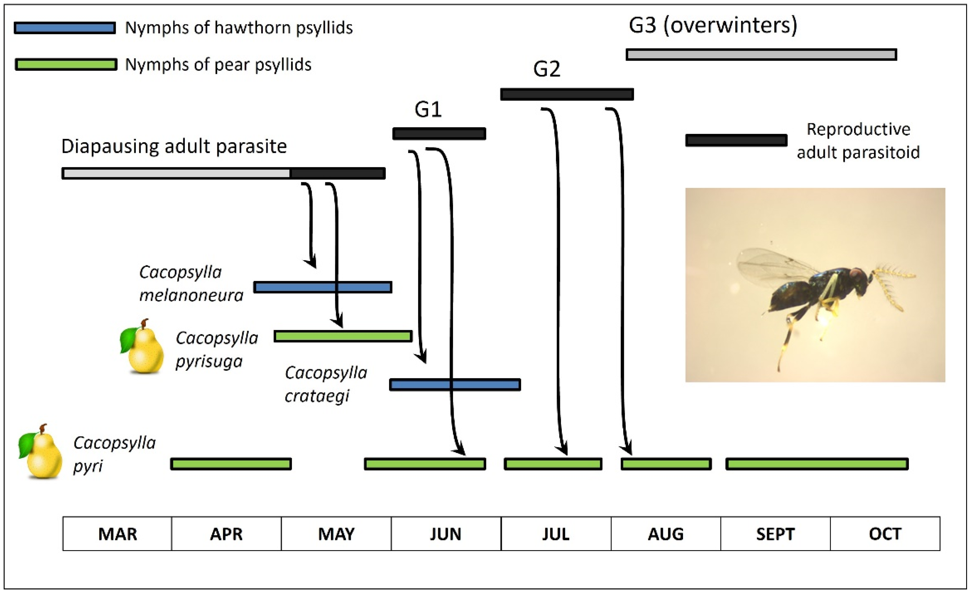 Insects 15 00037 g012 Insects 15 00037 g012