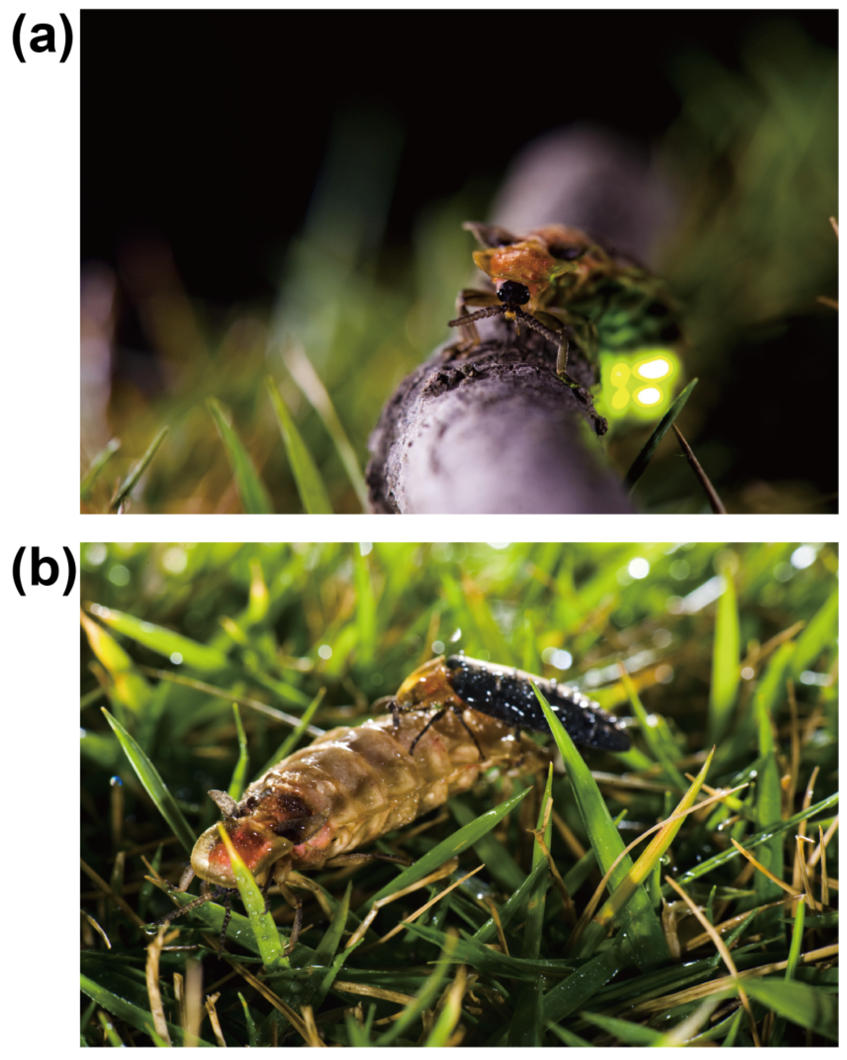 Insects 15 00043 g001