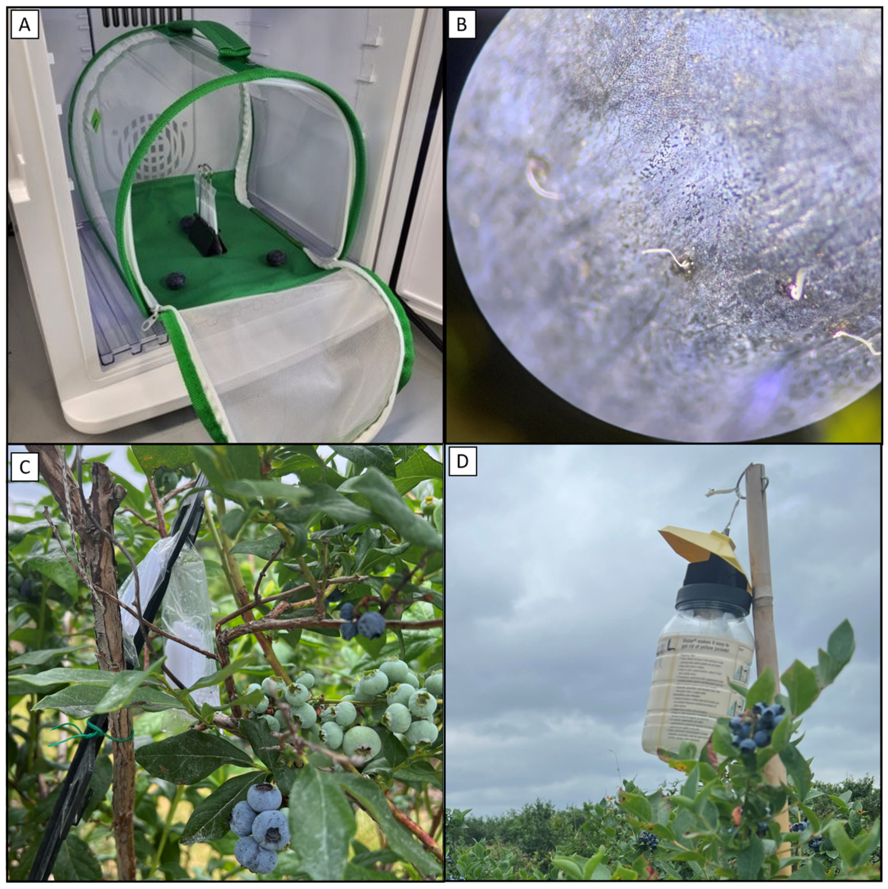 Insects 15 00047 g001