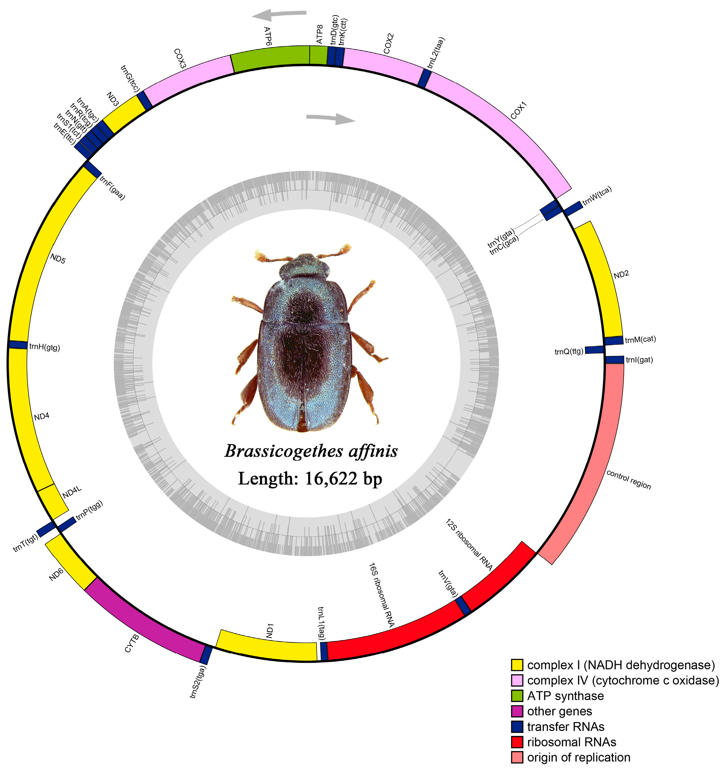 洋書 The Evolution of Insect Mating Systems Amazon.com: The Evolution of Insect Mating Systems