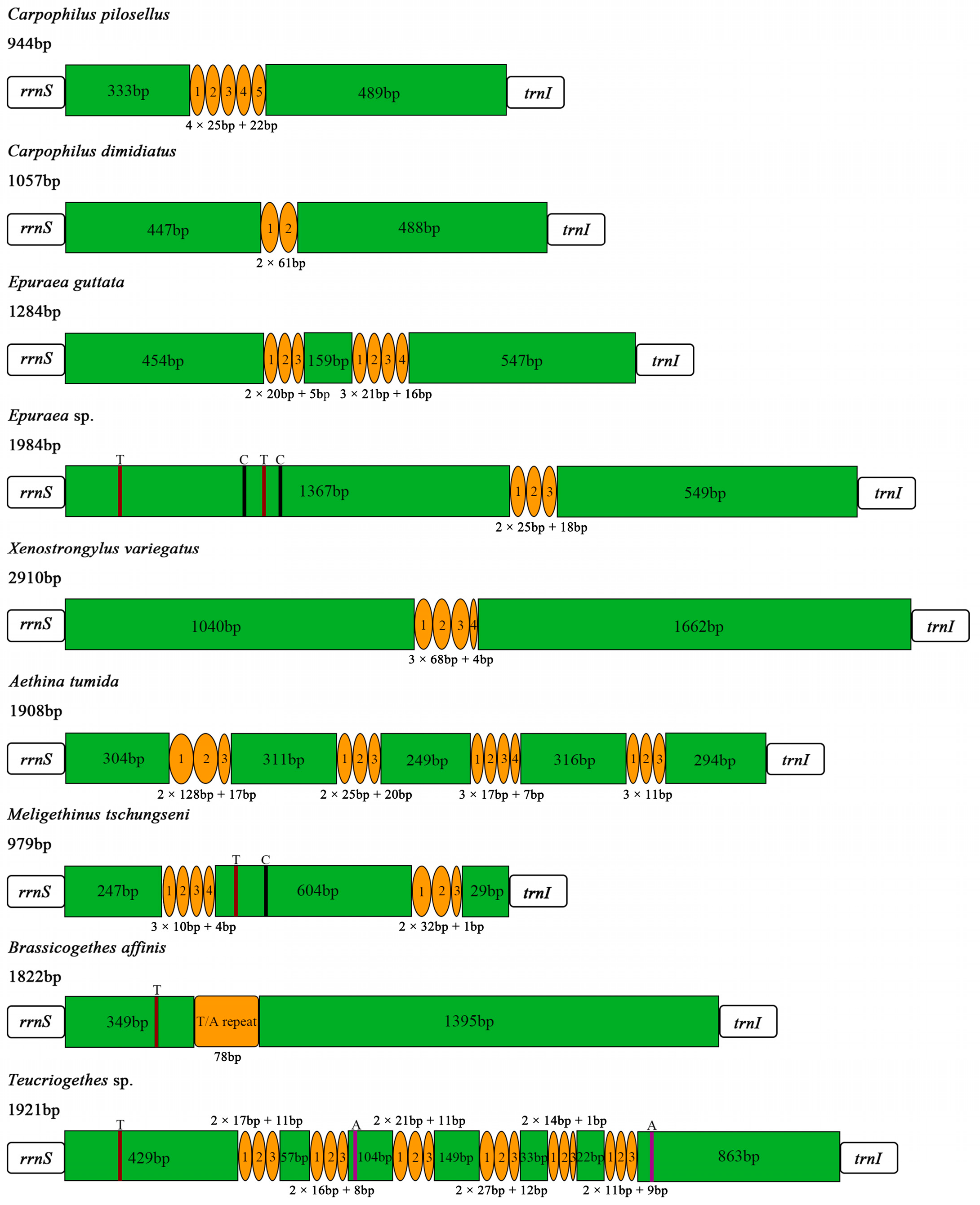 Insects 15 00057 g006 Insects 15 00057 g006