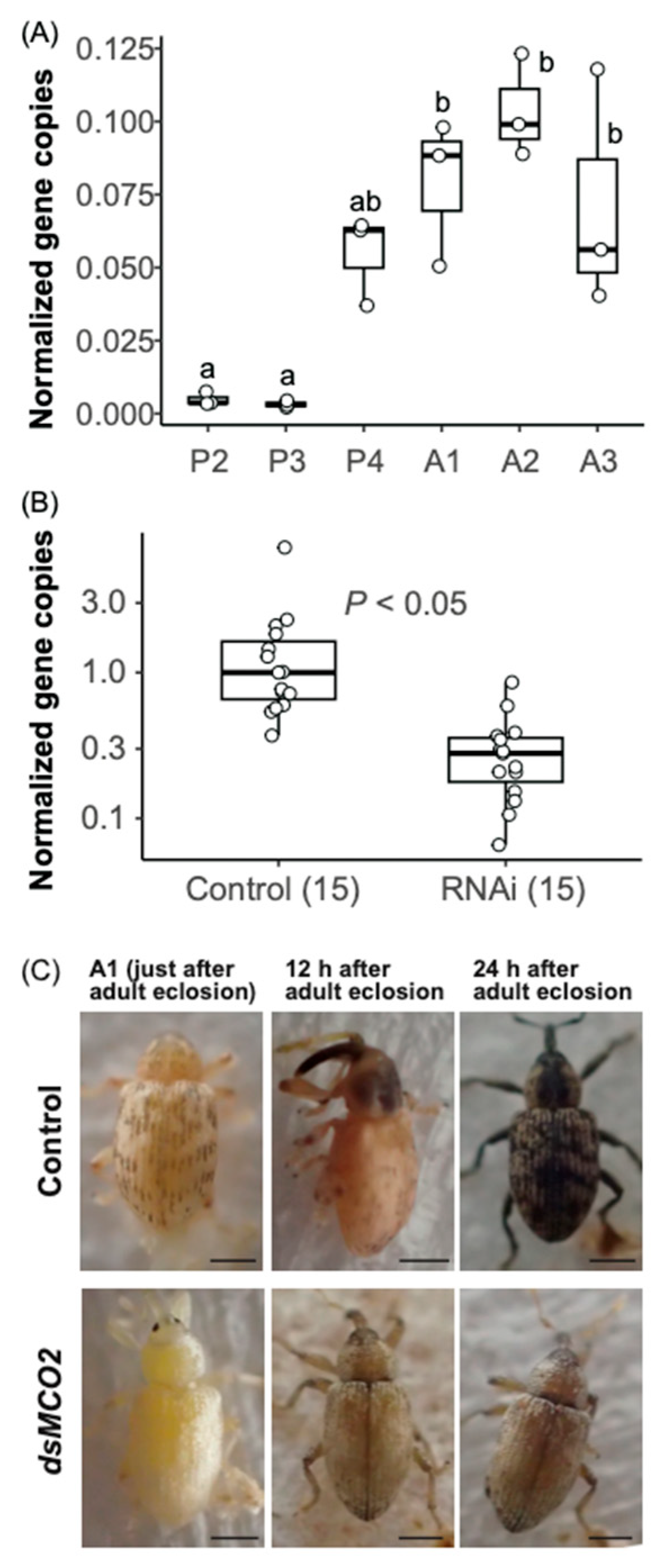 Insects 15 00063 g004
