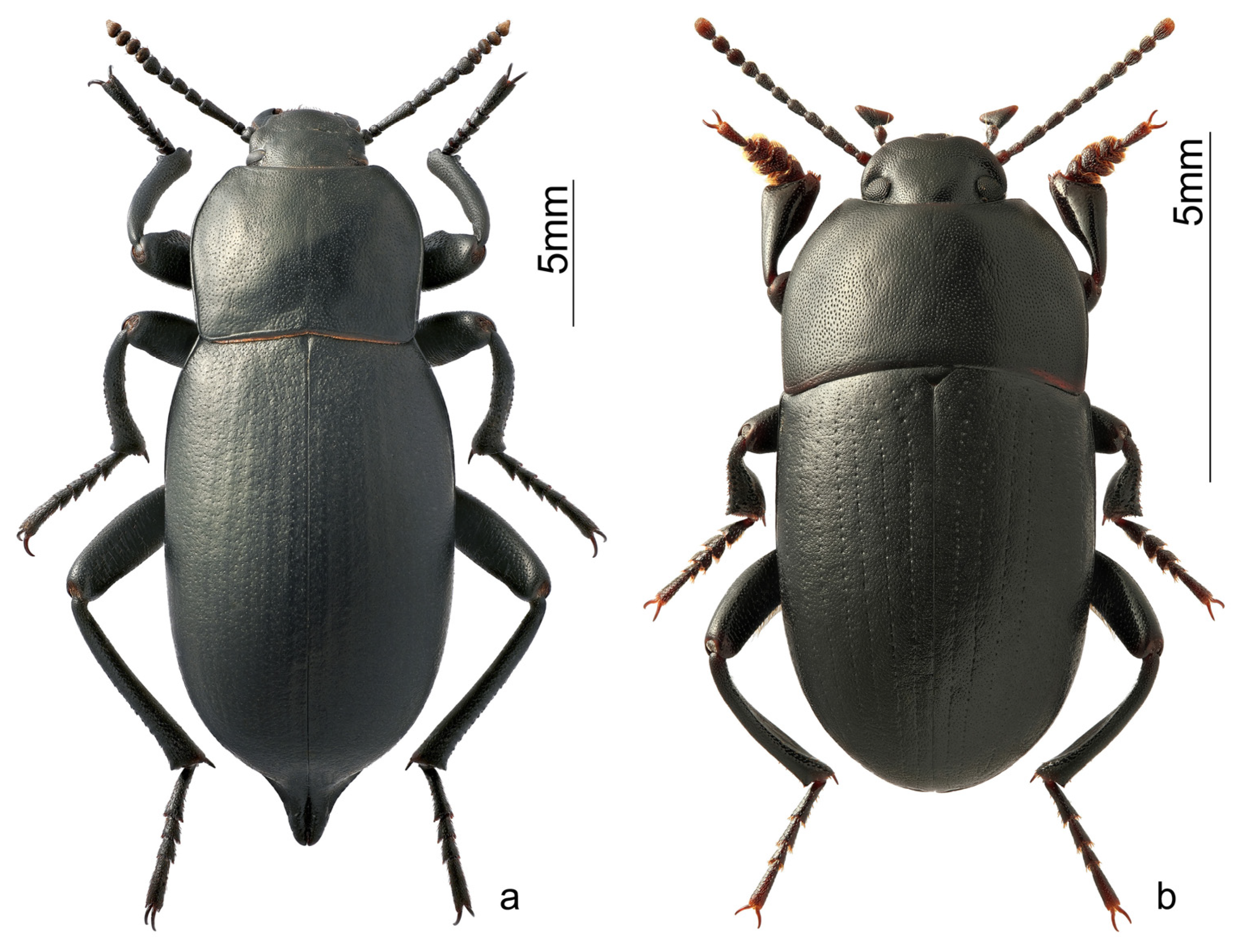 Insects 15 00064 g003