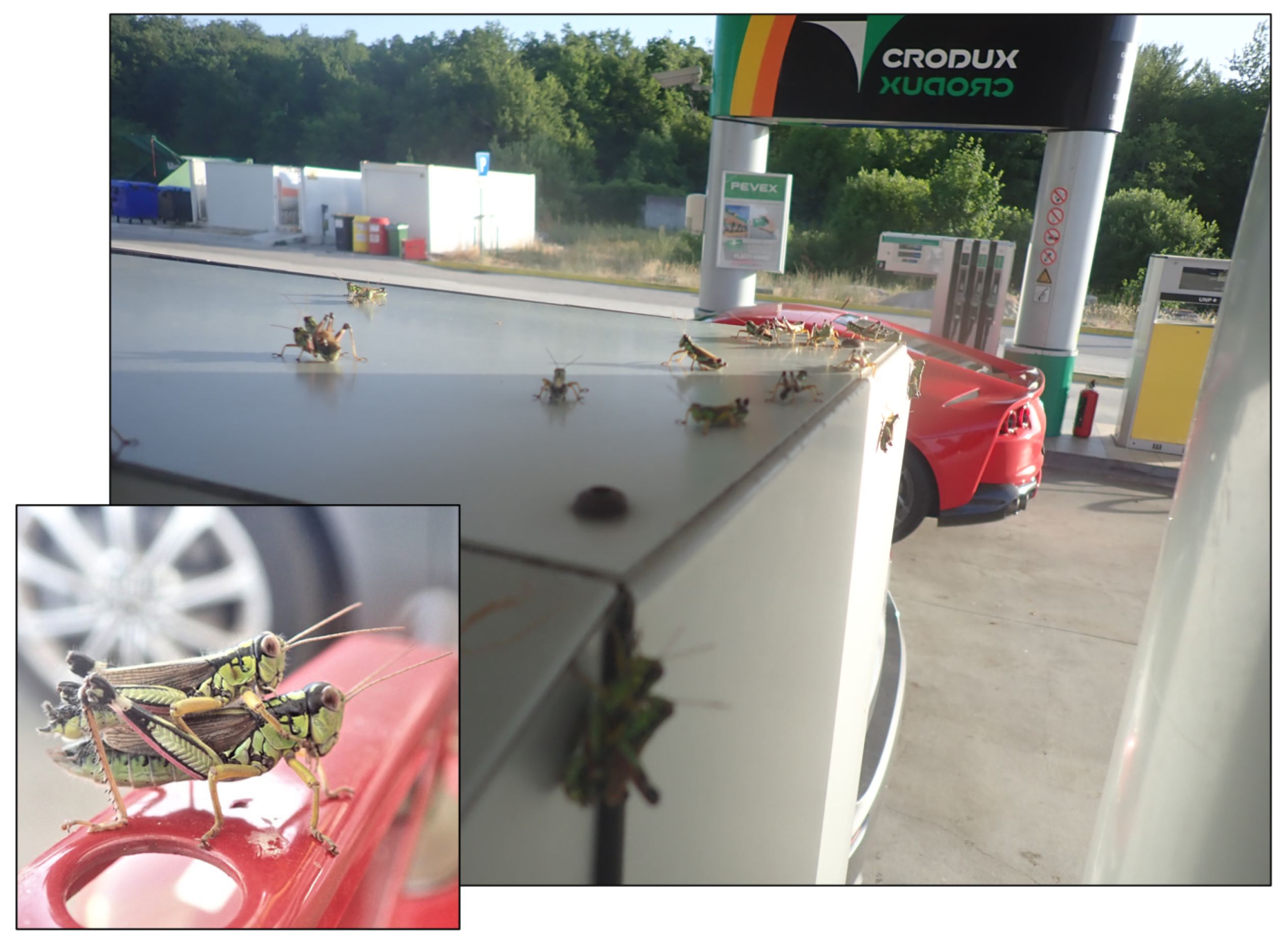 Insects 15 00082 g002