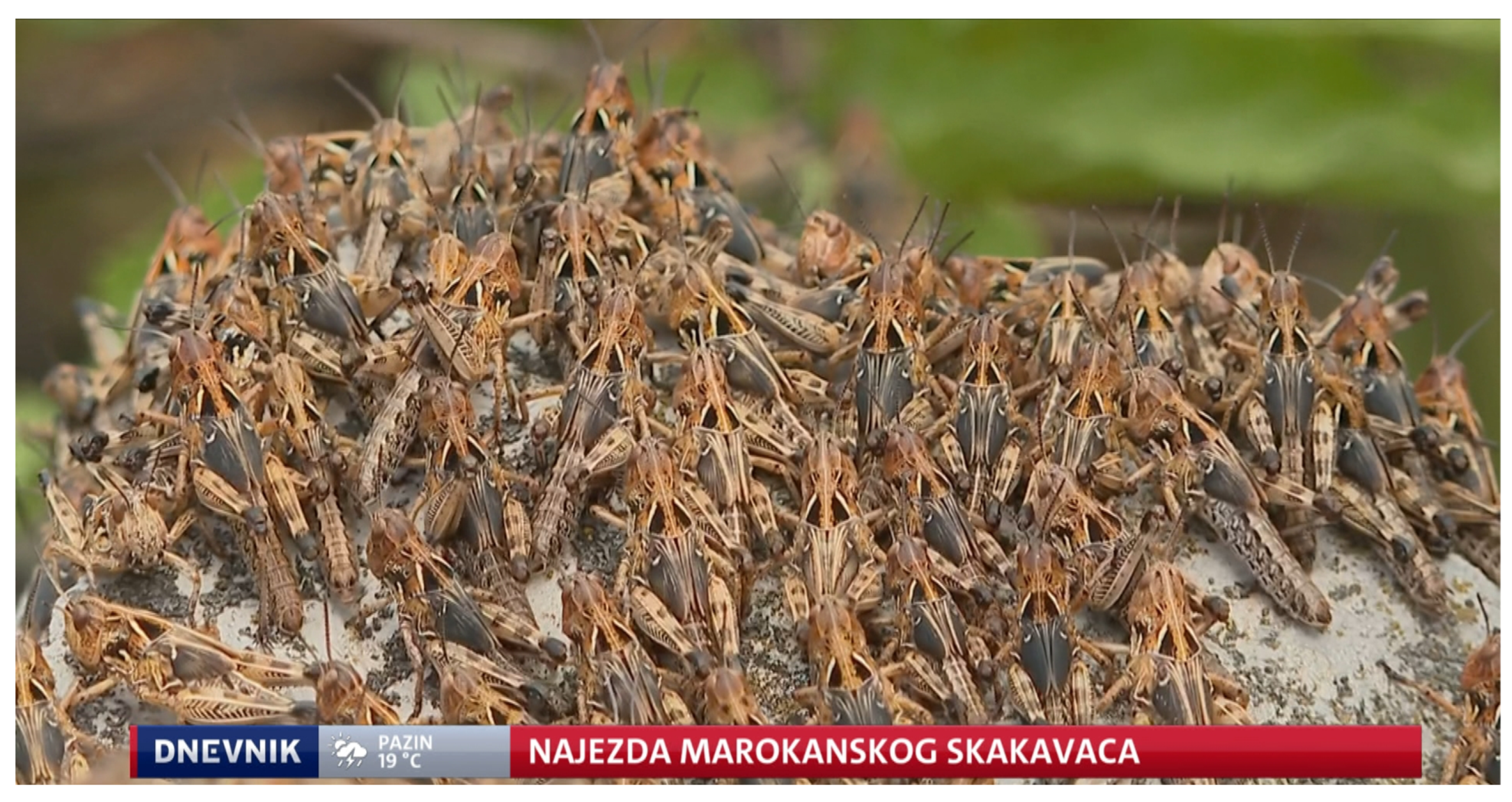 Insects 15 00082 g003