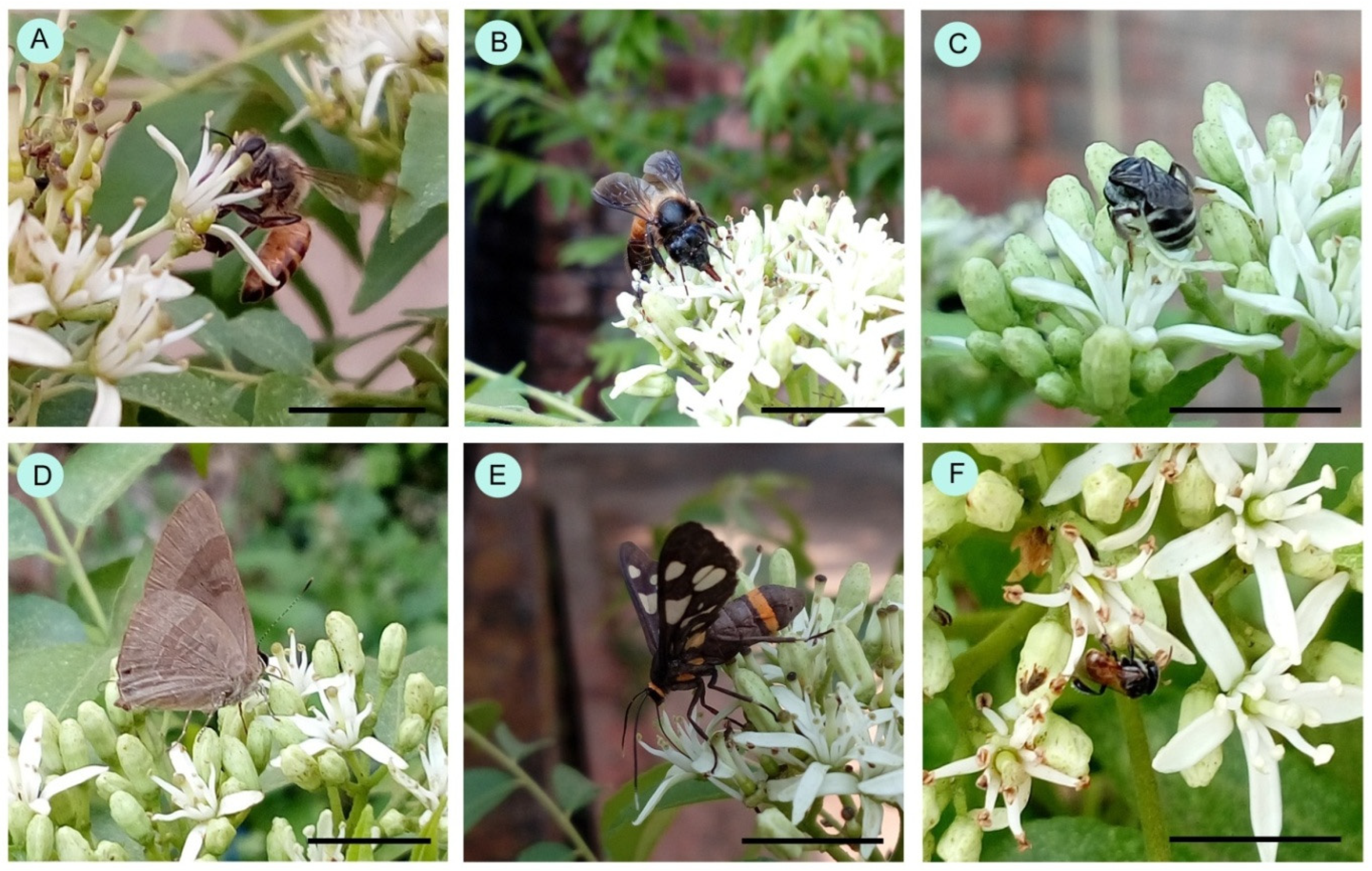 Insects 15 00083 g002 Insects 15 00083 g002