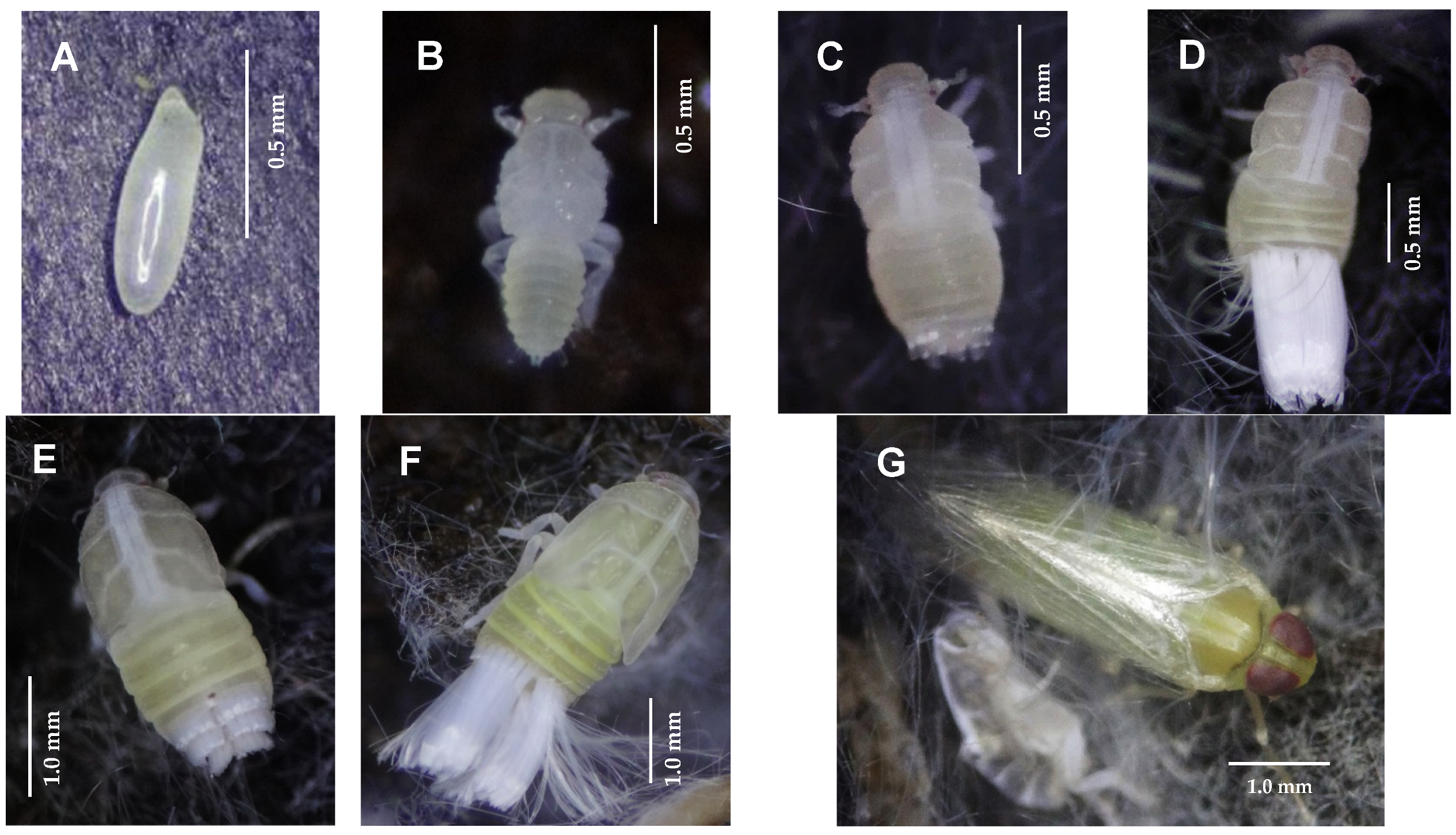 Insects 15 00085 g002