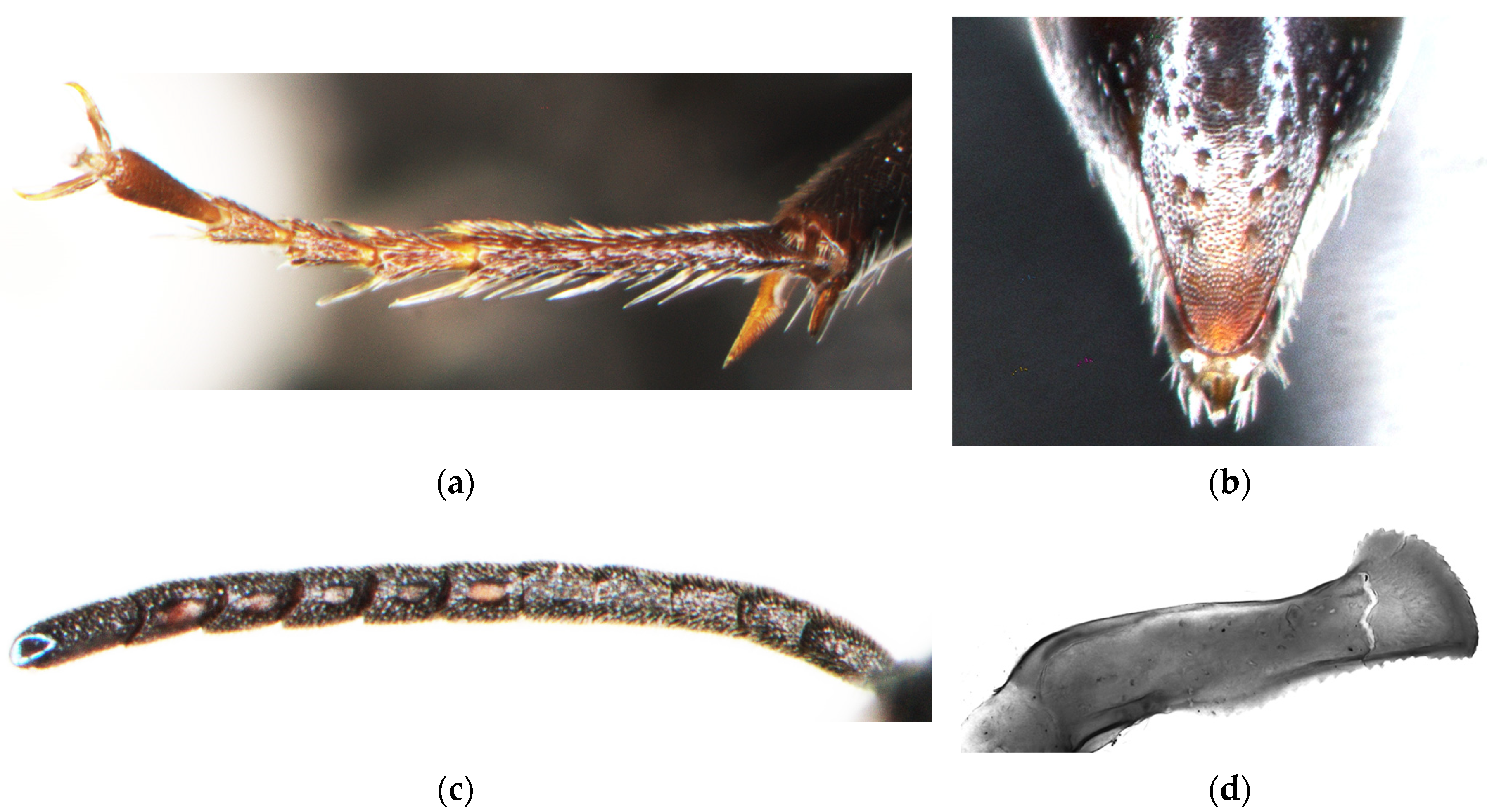 Insects 15 00086 g007