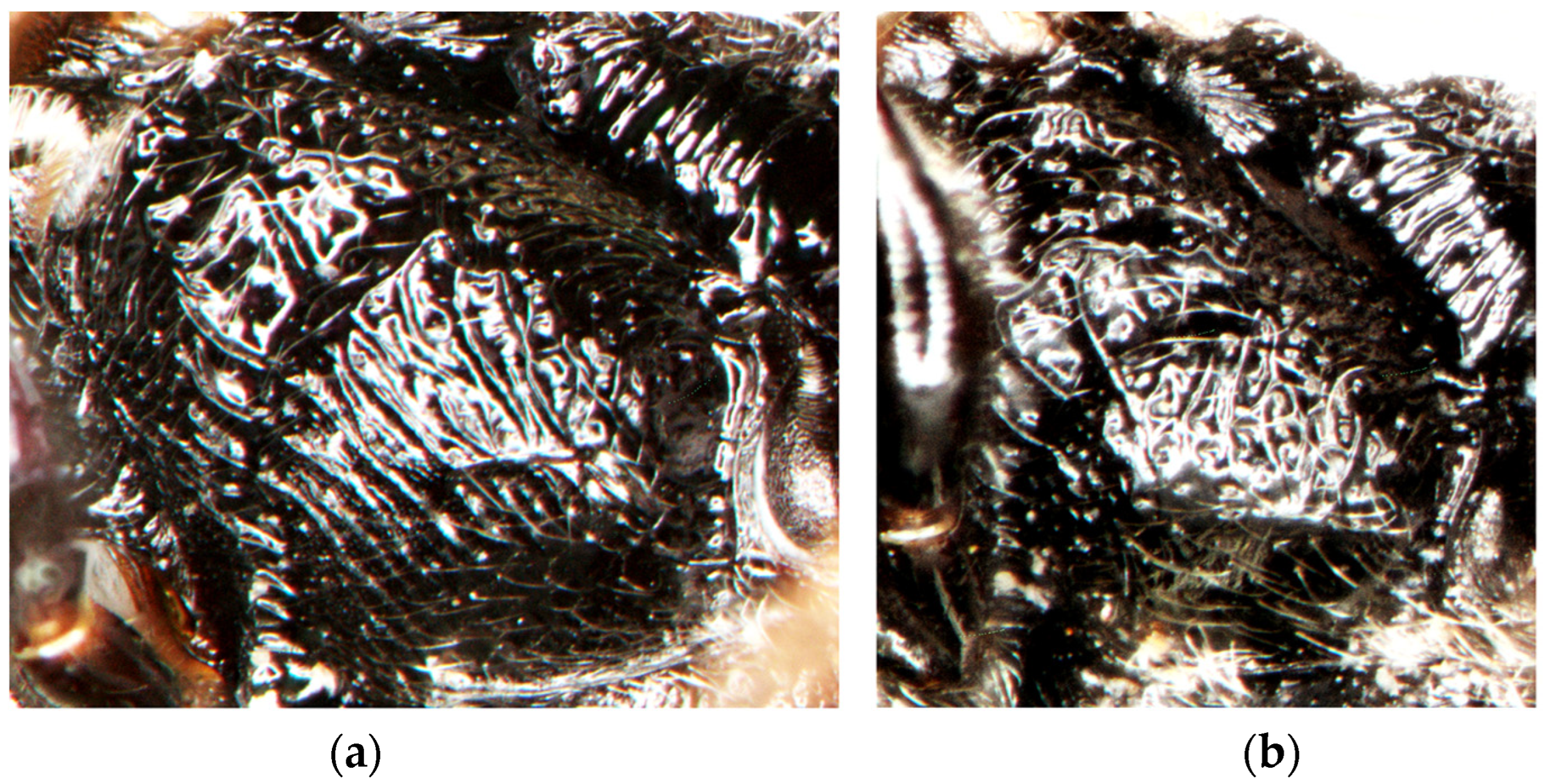 Insects 15 00086 g008a