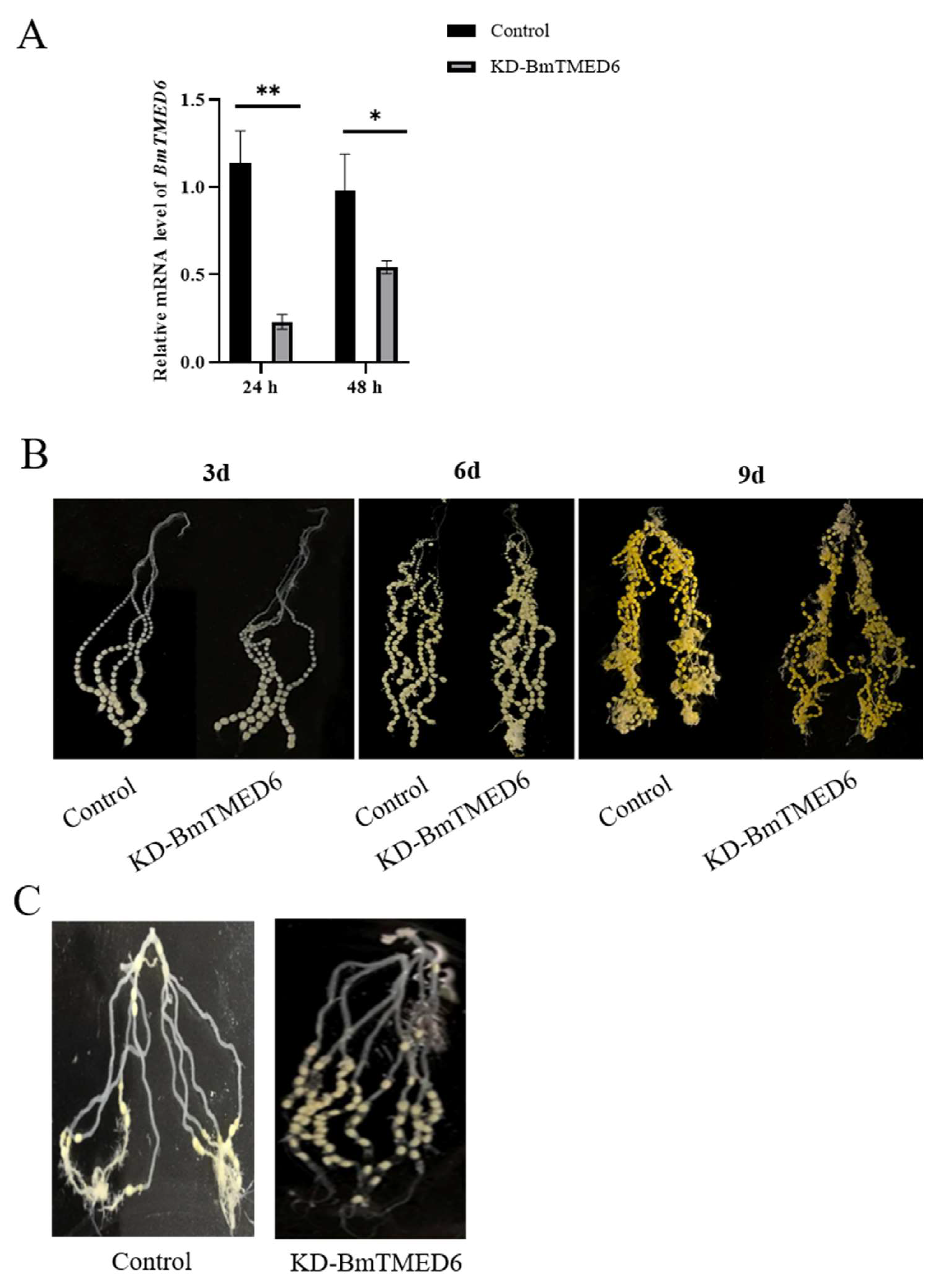 Insects 15 00103 g004
