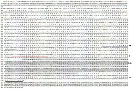 1st.2nd.3rd.4th(N5).5thのバッグ