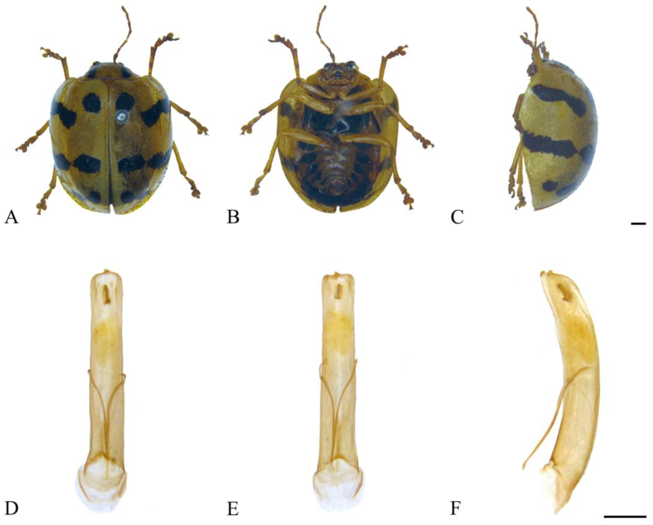 Insects 15 00114 g004