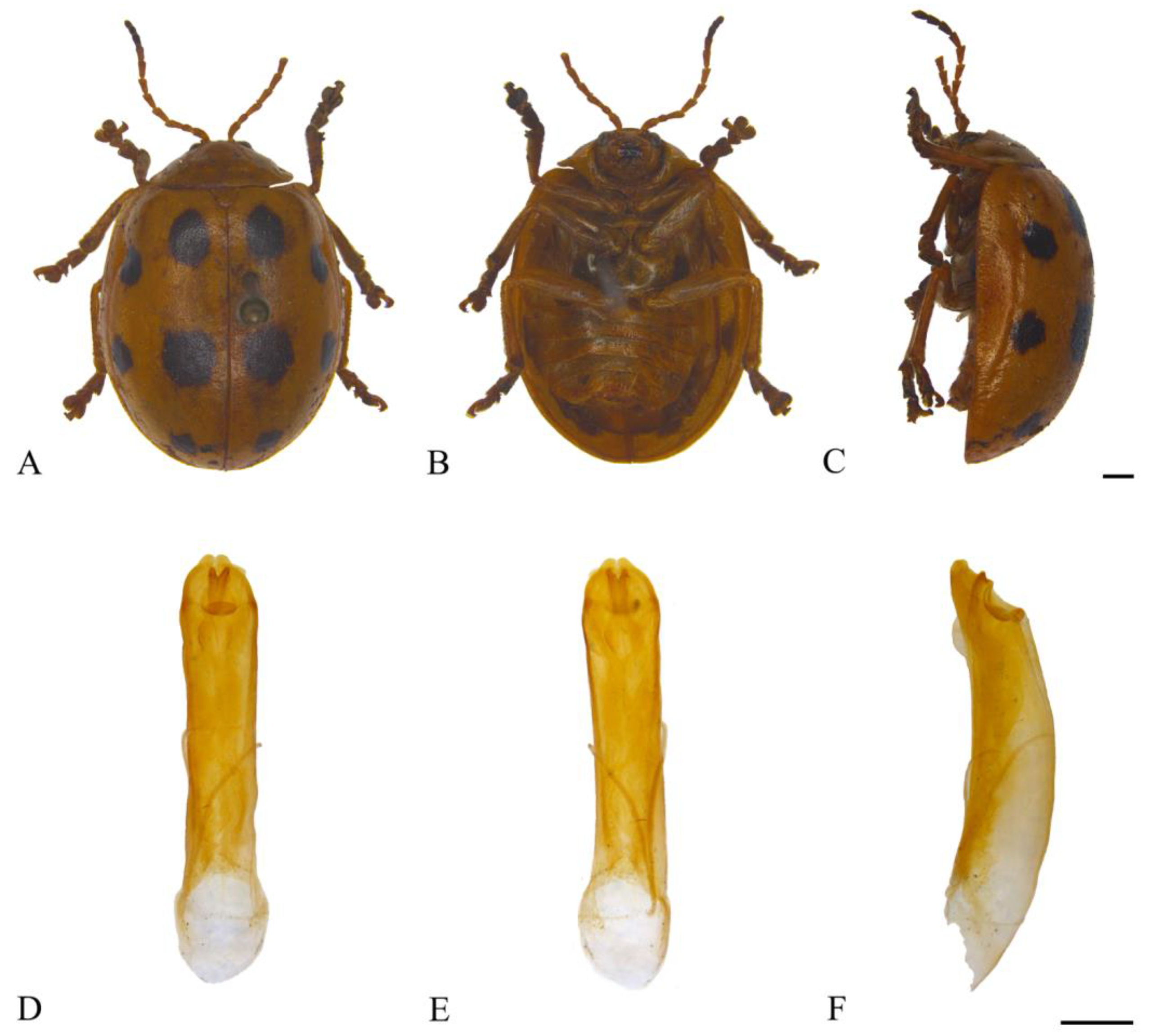 Insects 15 00114 g006