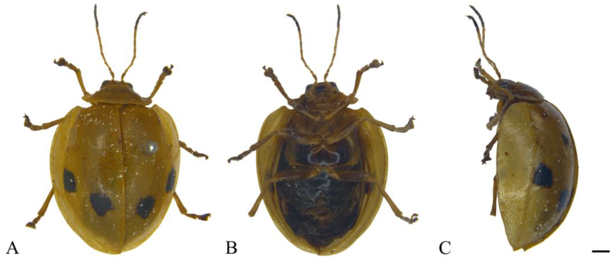 Insects 15 00114 g008