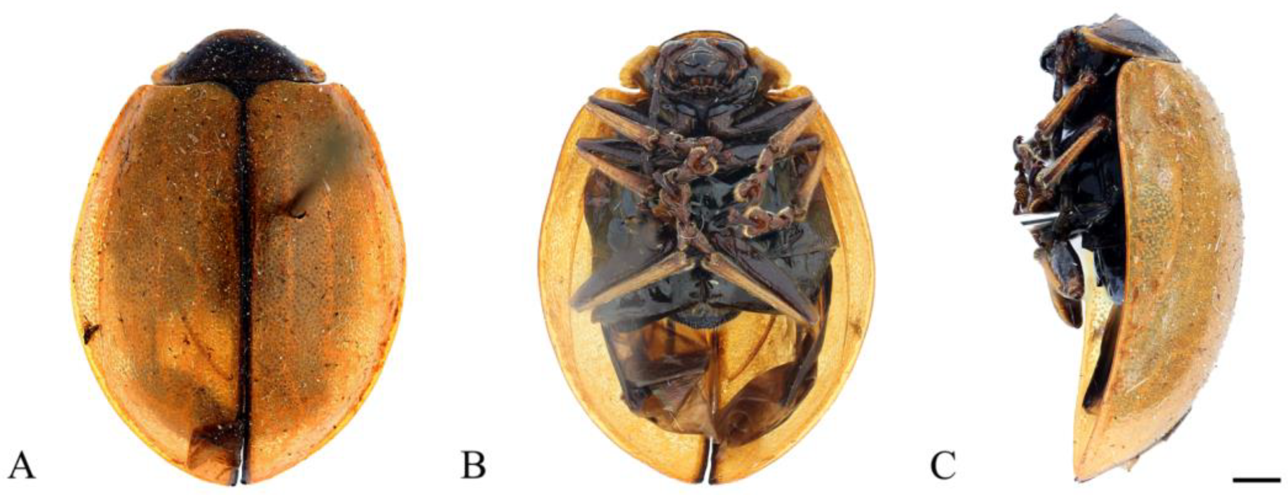 Insects 15 00114 g018